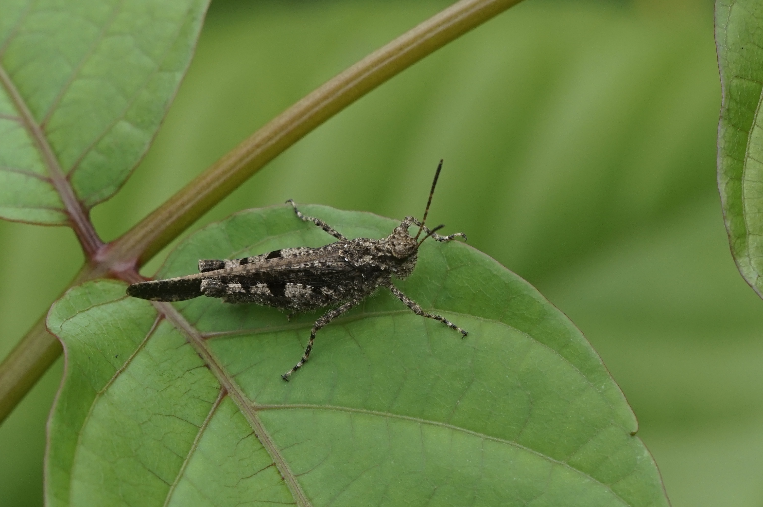 Orthoptera 6205
