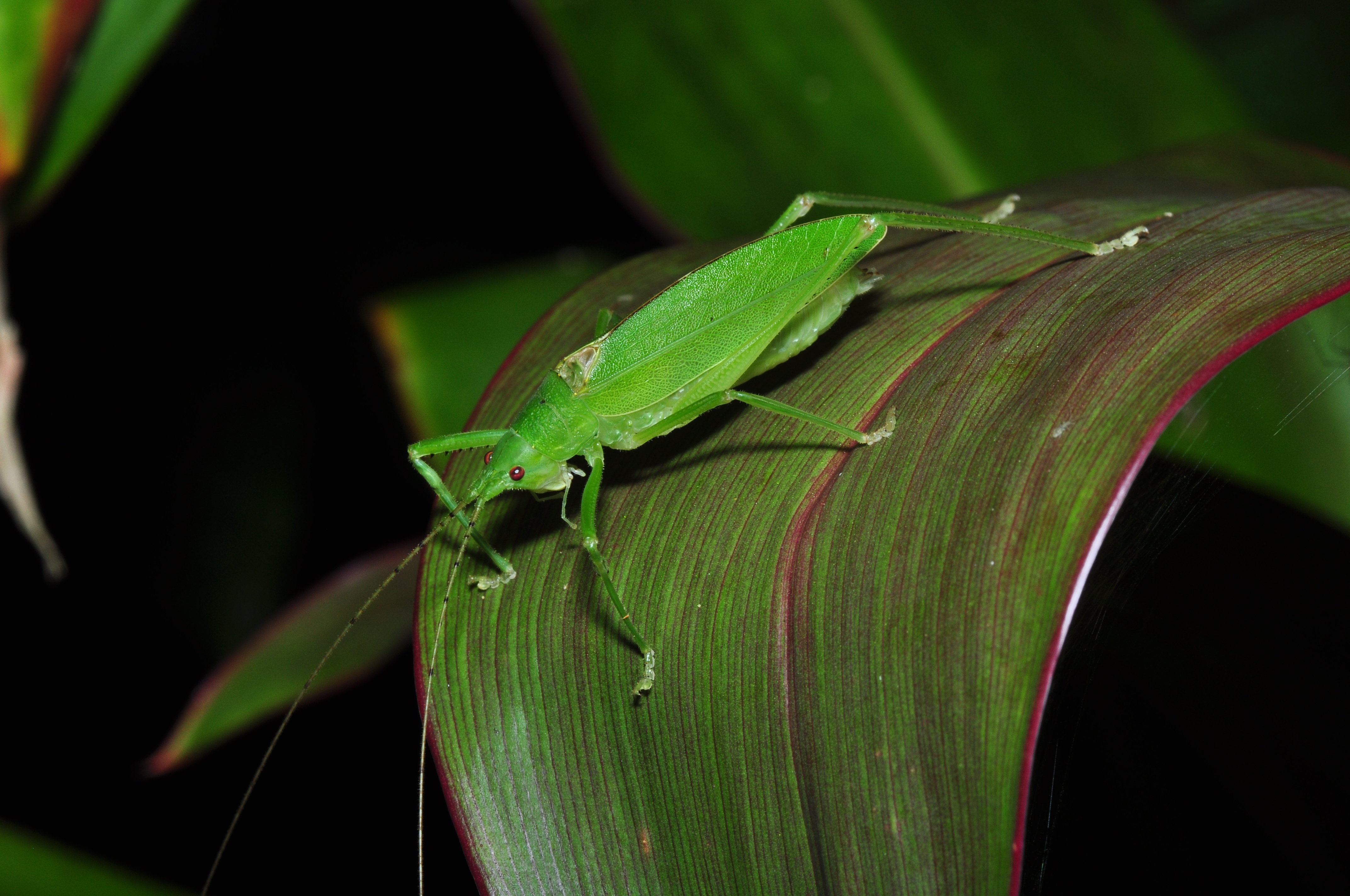 Orthoptera (9376087245)