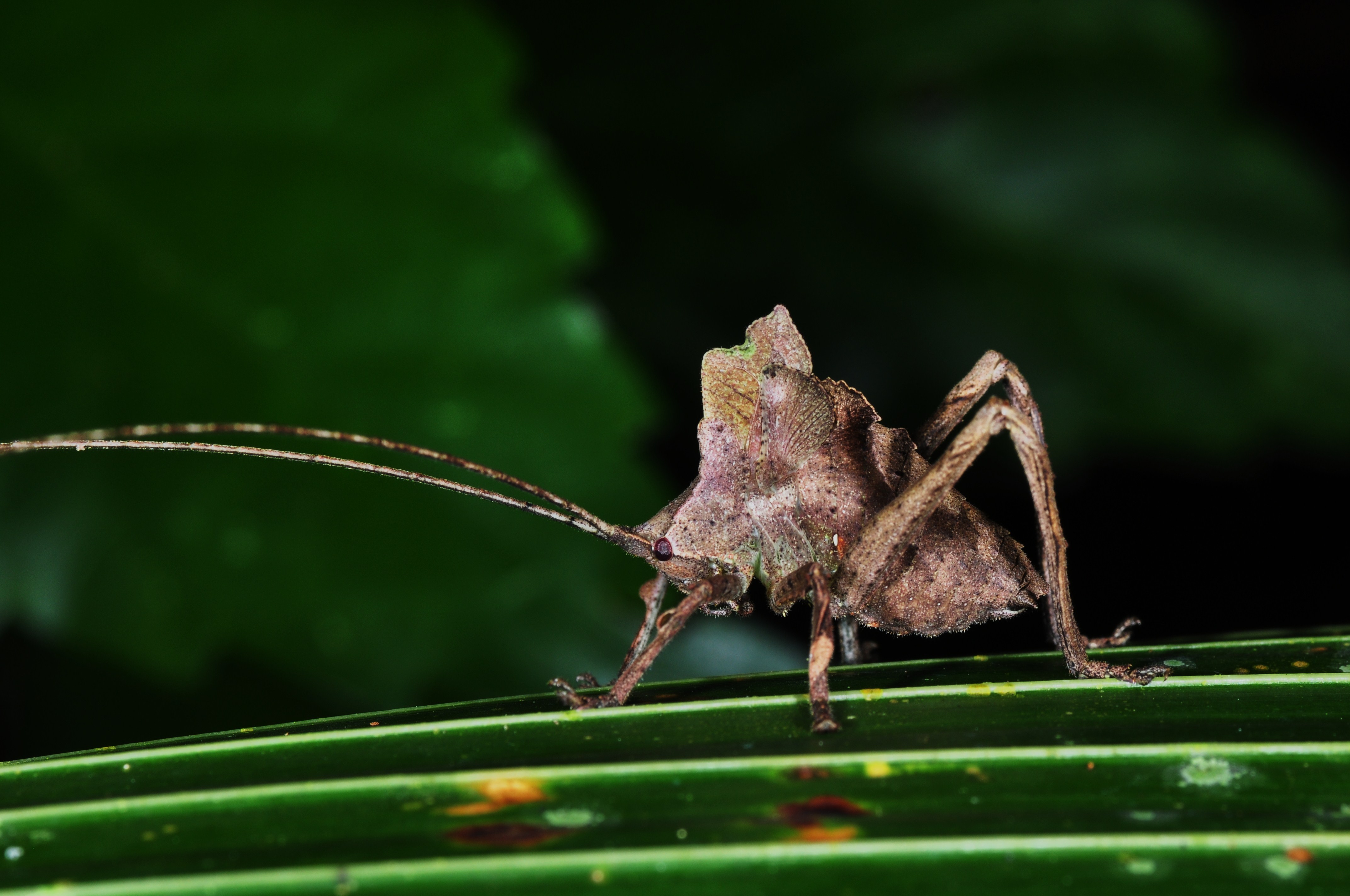 Orthoptera (9383289135)
