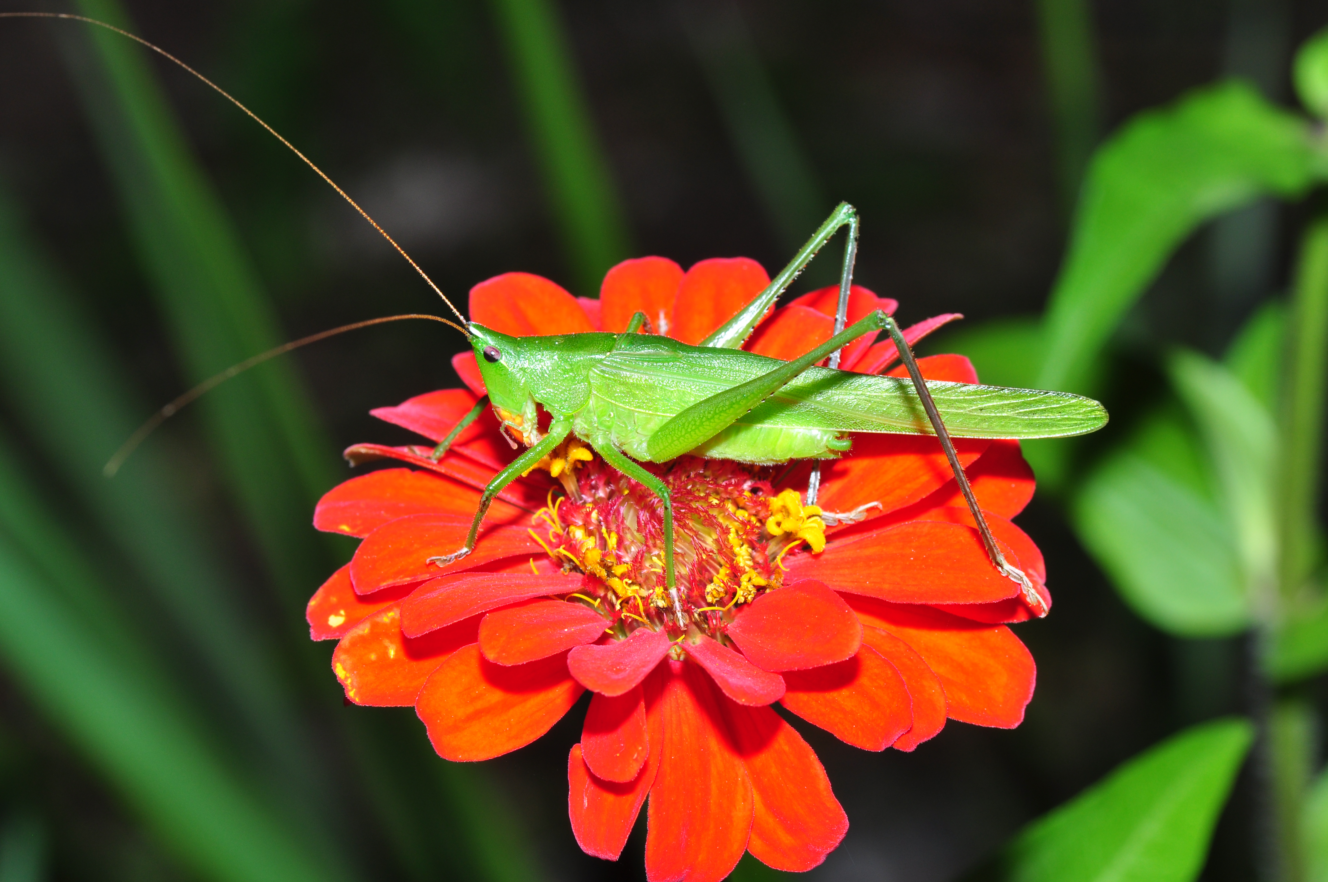 Orthoptera (9614697633)