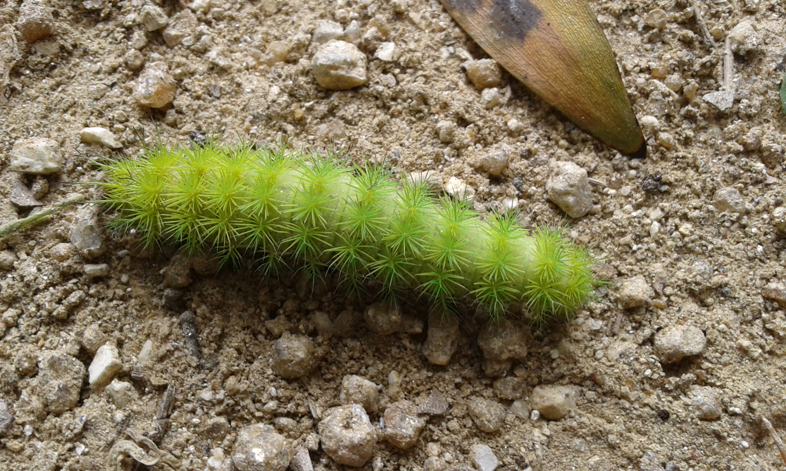 Oruga Verde