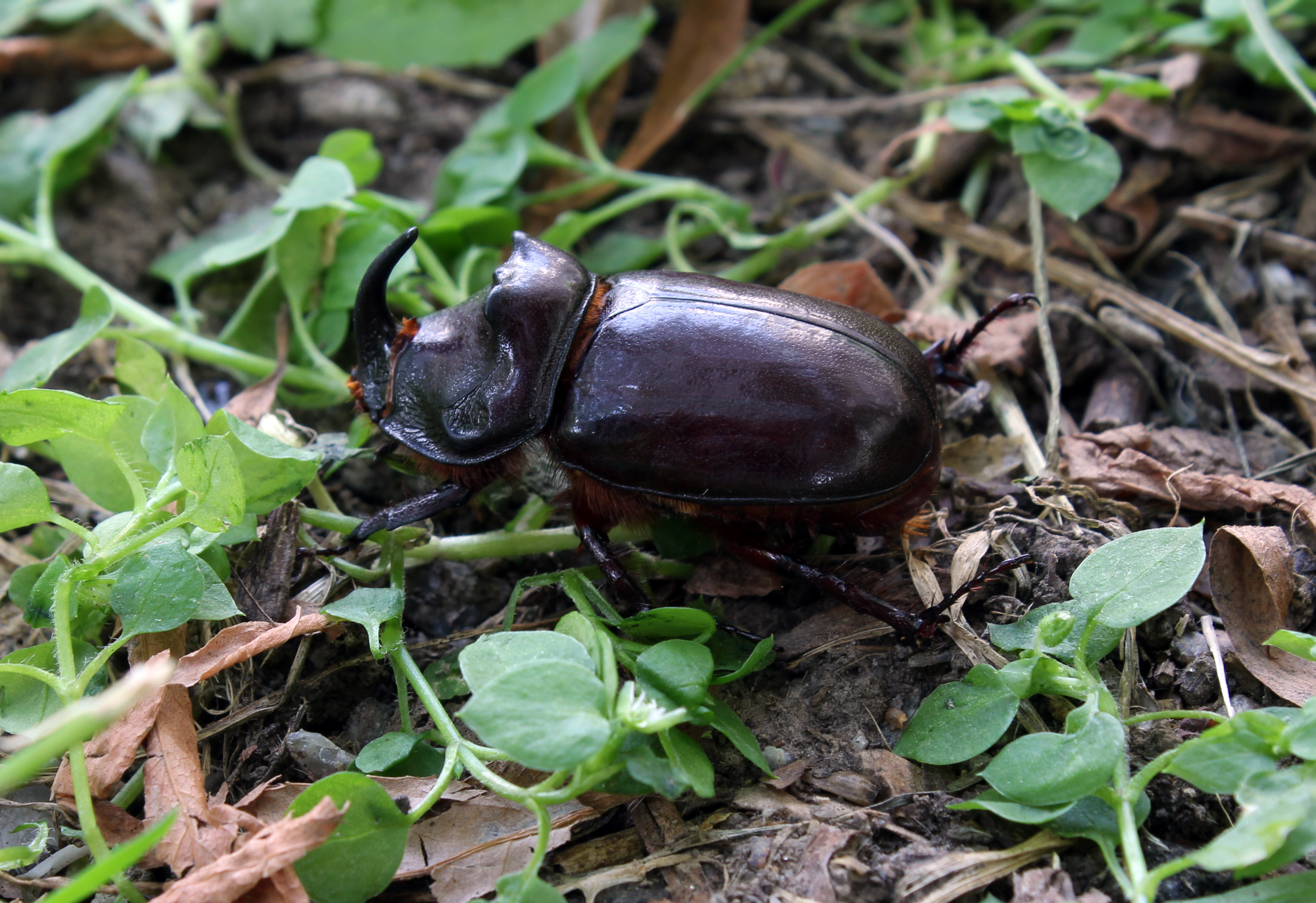 Oryctes nasicornis male 2011 G1