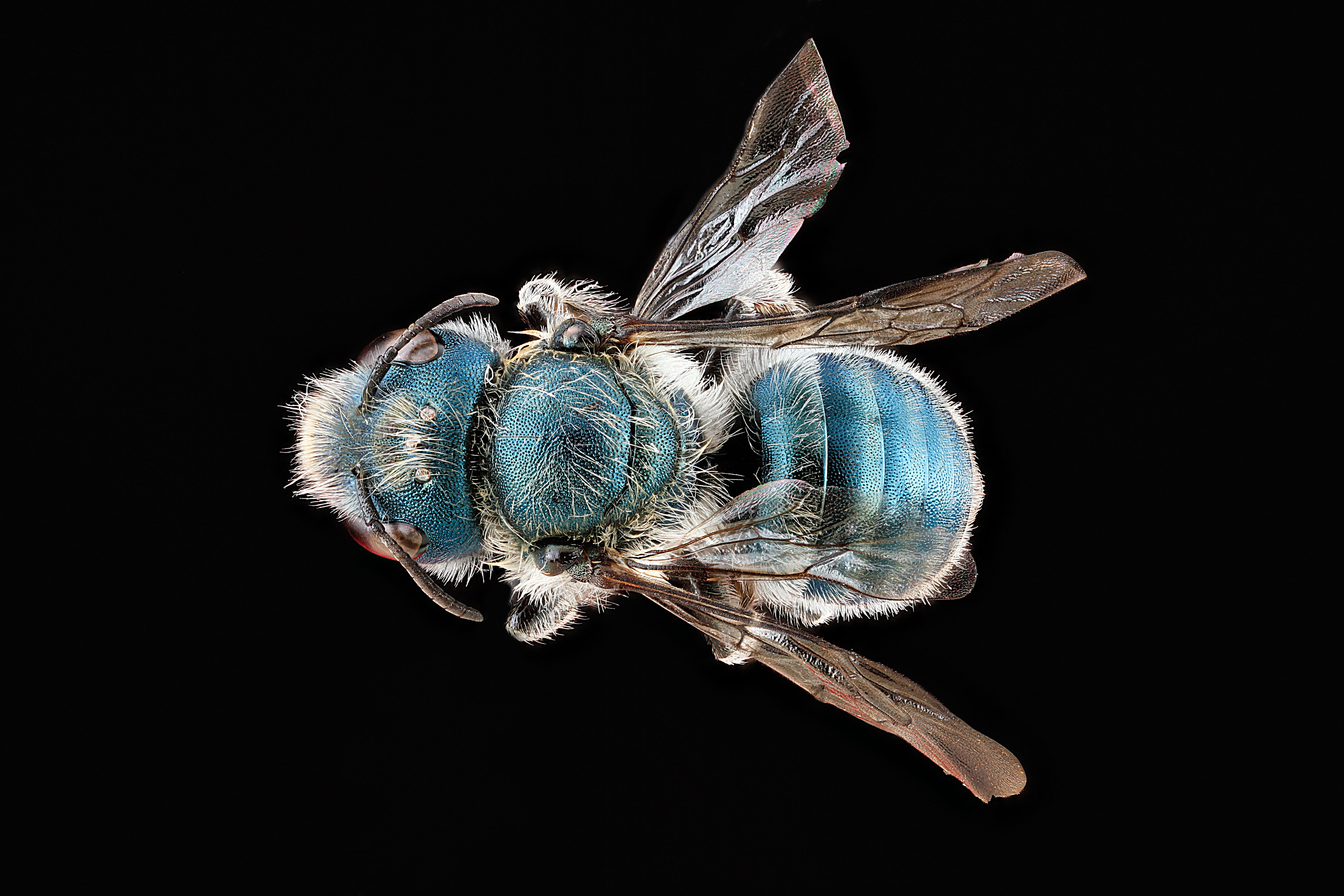 Osmia distincta