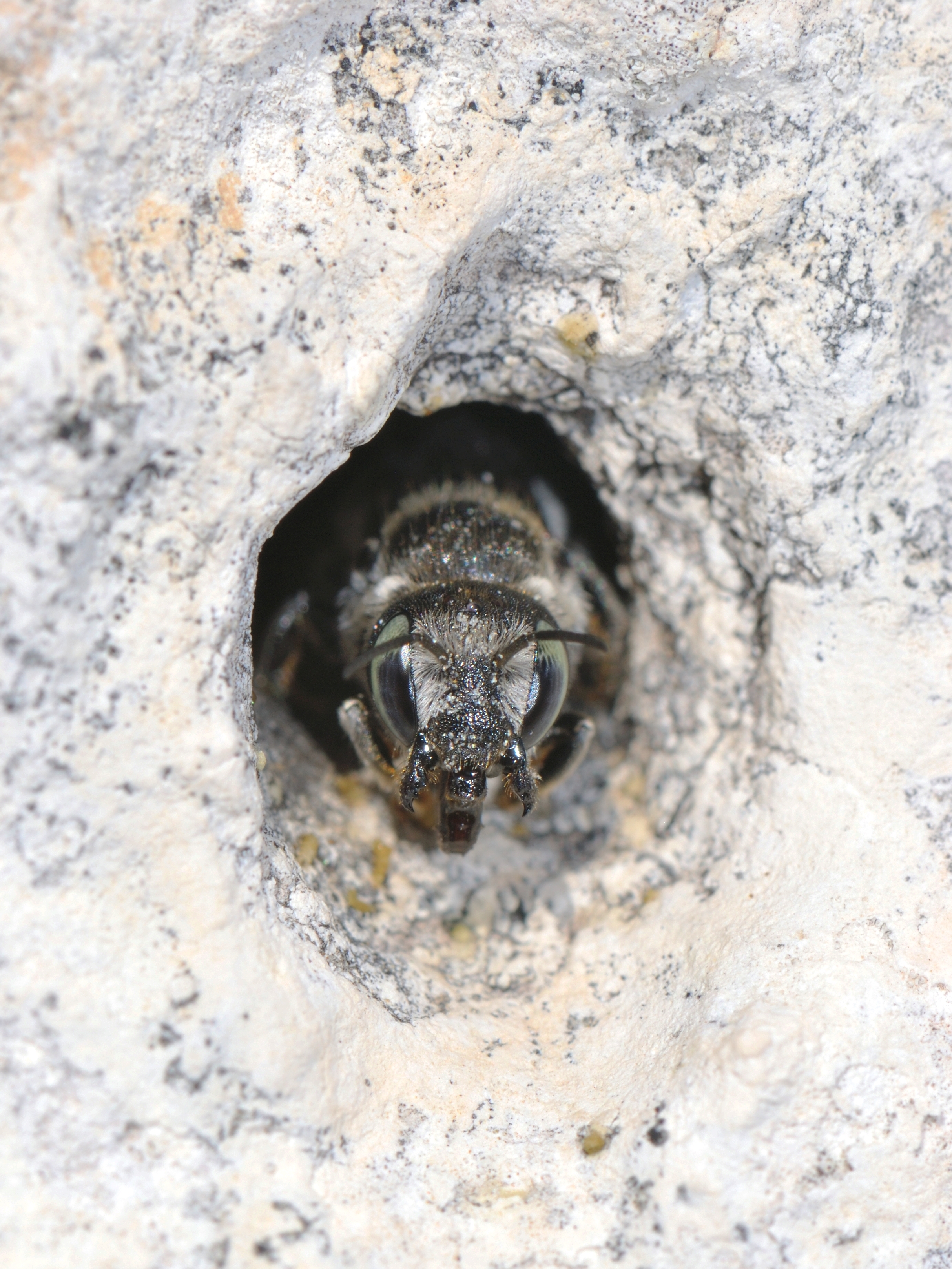Osmia distinguenda female 1