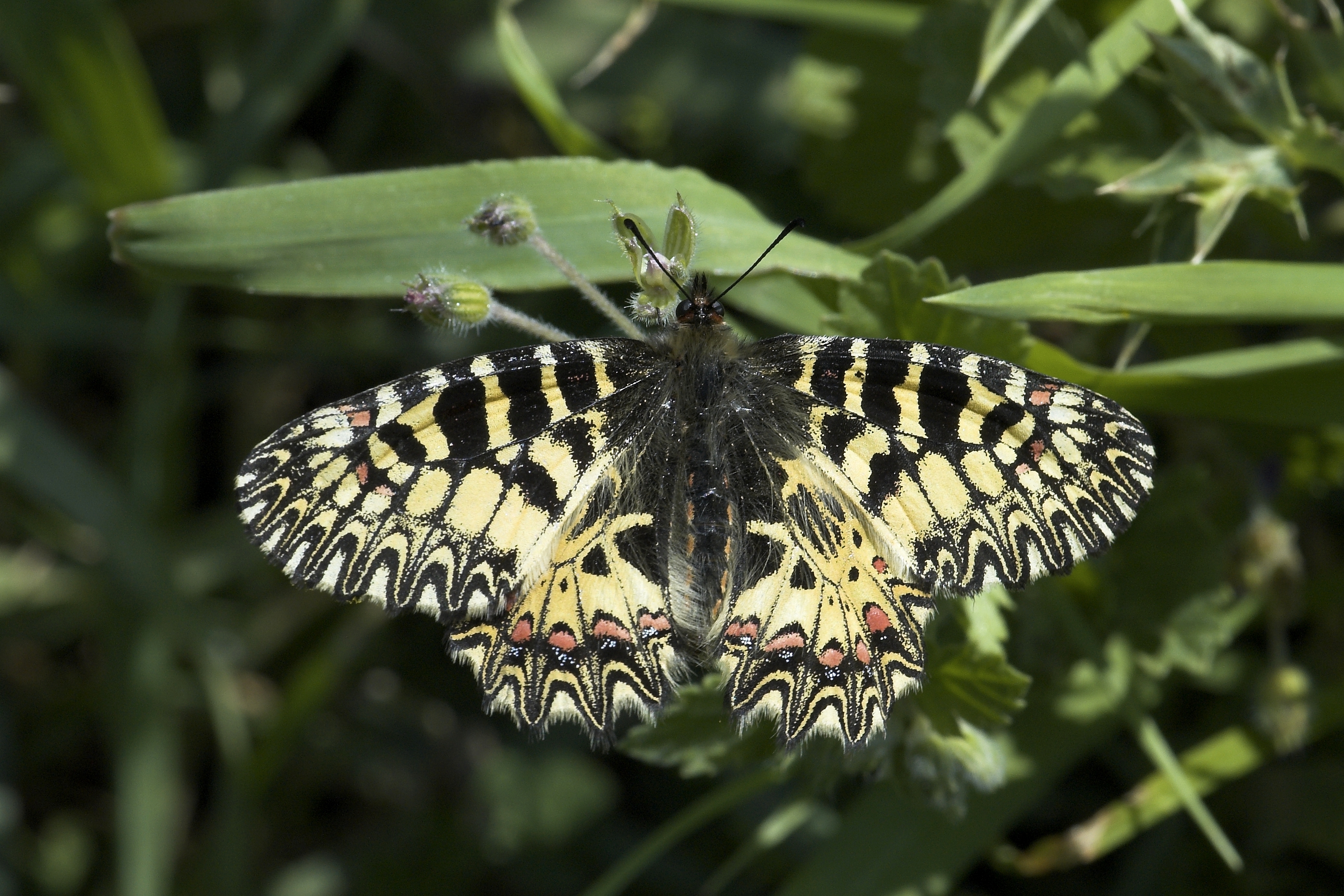 Osterluzeifalter (Zerynthia polyxena)-001