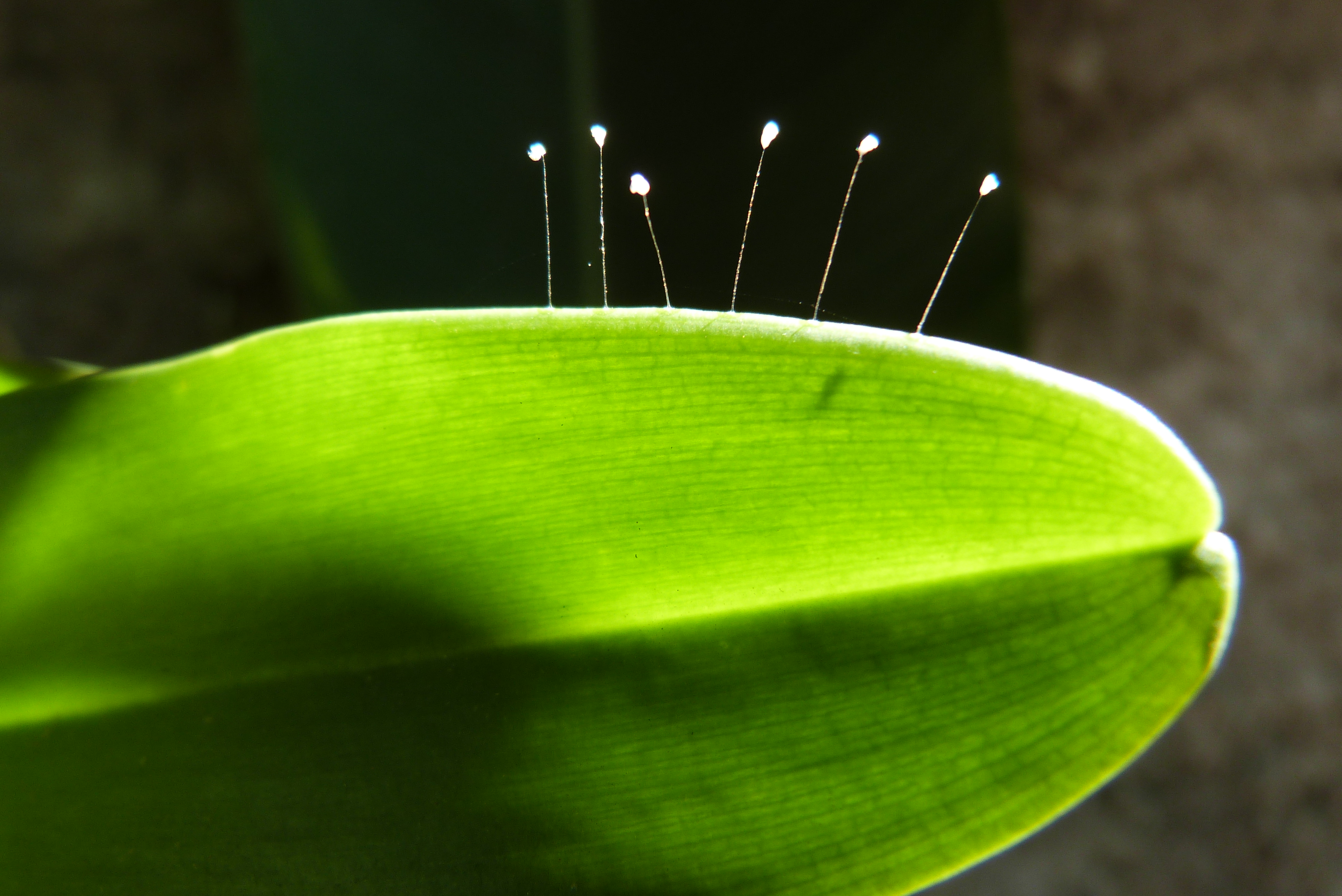 Ovos de chrysopa sp