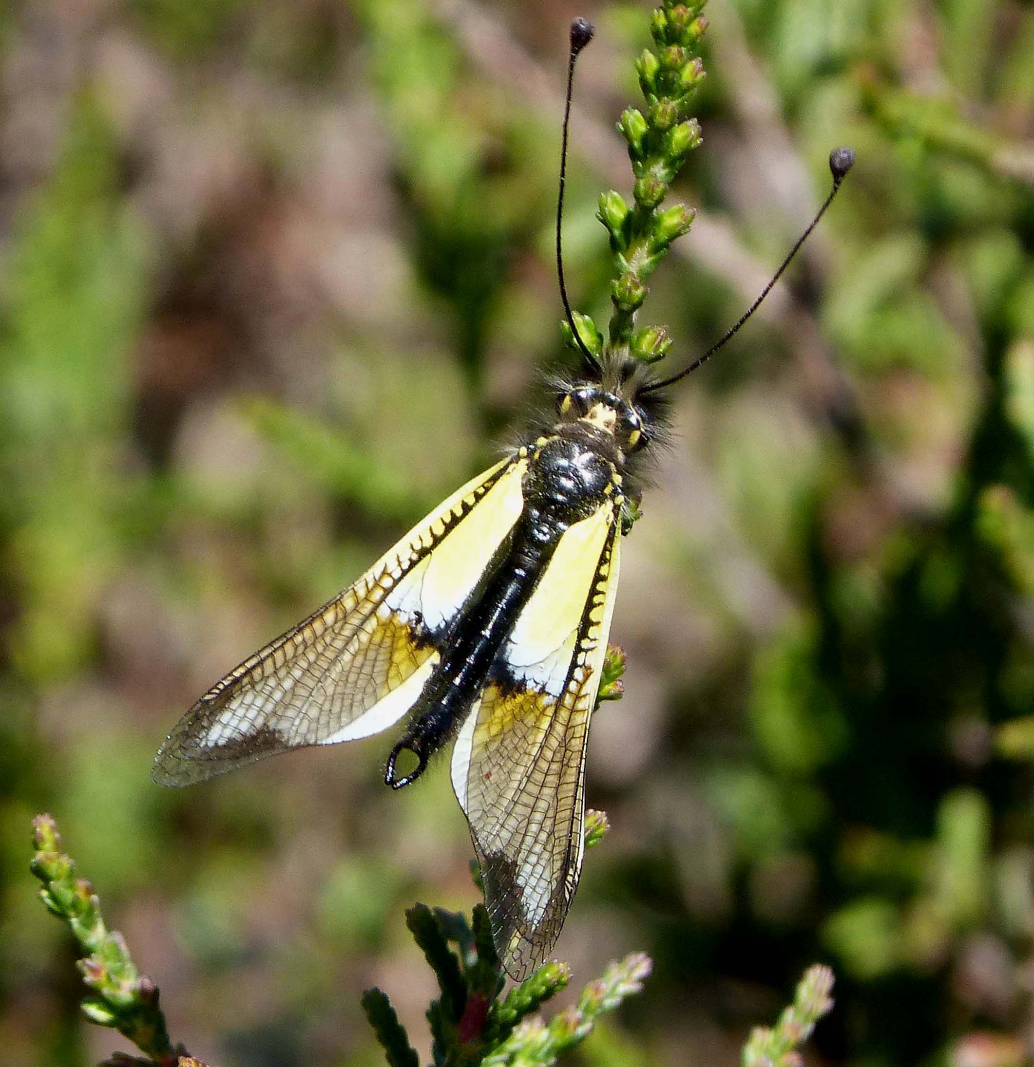 Owl-fly, Libelloides baeticus - Flickr - gailhampshire (1)
