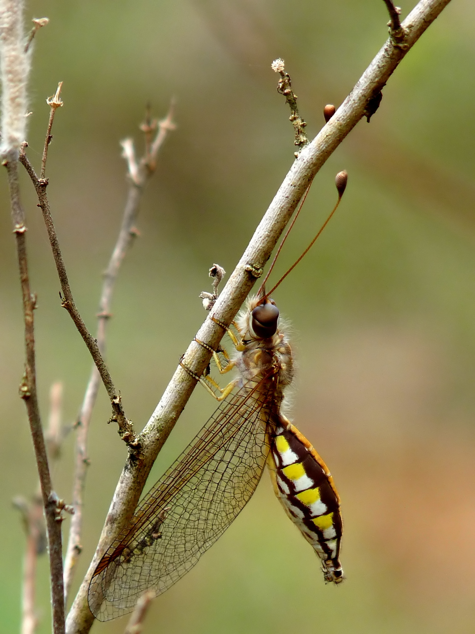 Owlfly Ascalaphidae female 2 by kadavoor