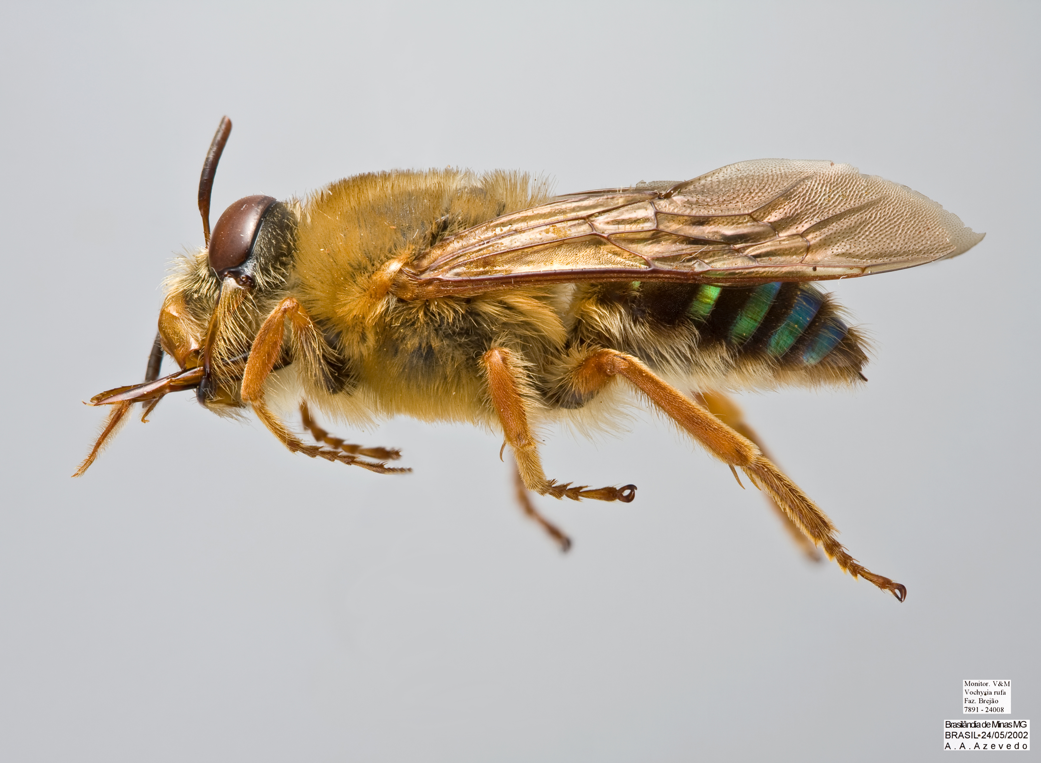 Oxaea flavescens Male