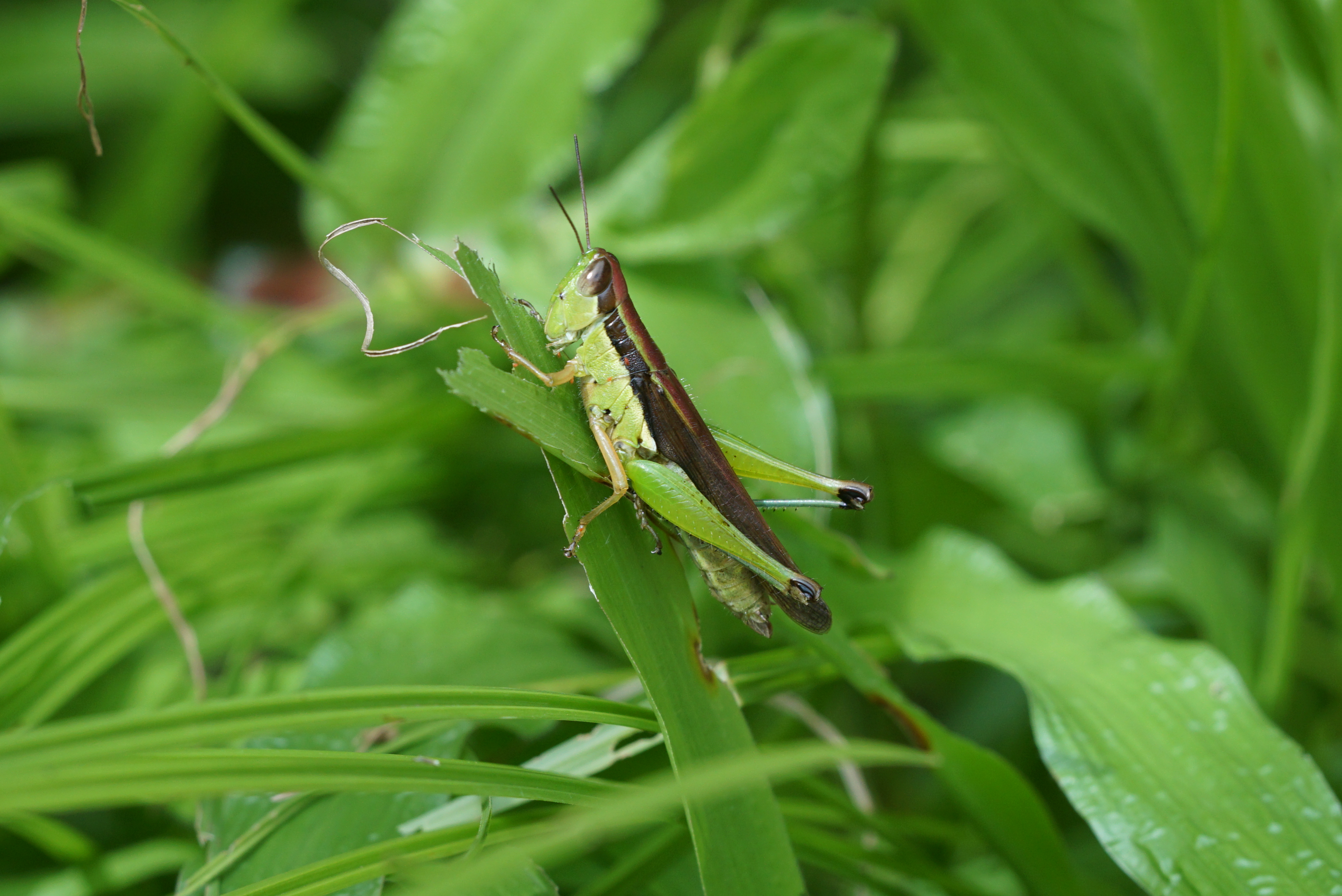 Oxya (Acrididae) 04647
