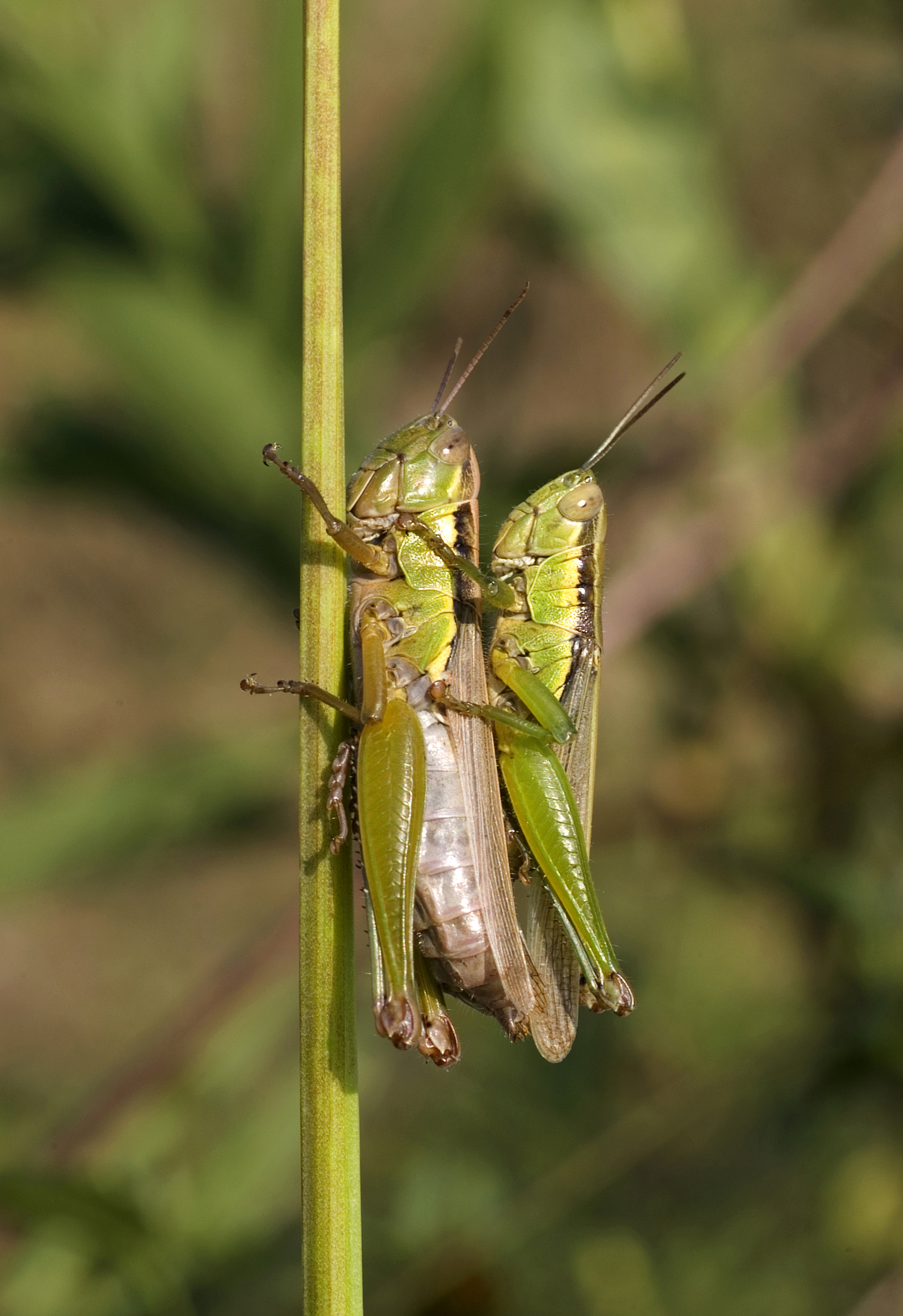 Oxya yezoensis which copulates 08Oct16