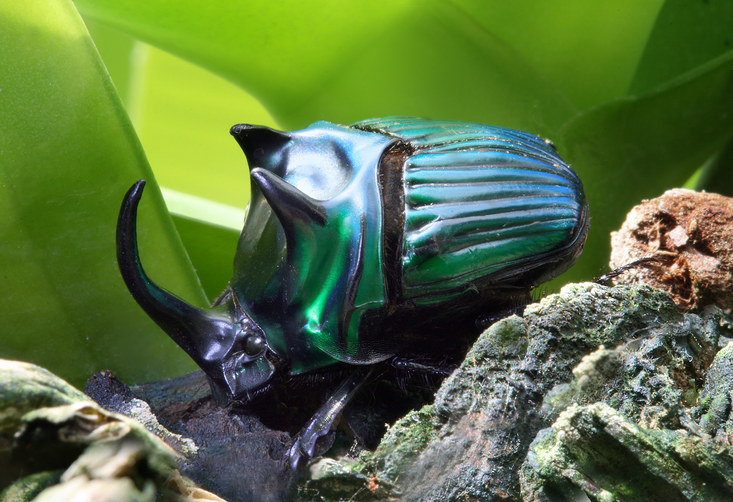 Oxysternon-conspicillatum male