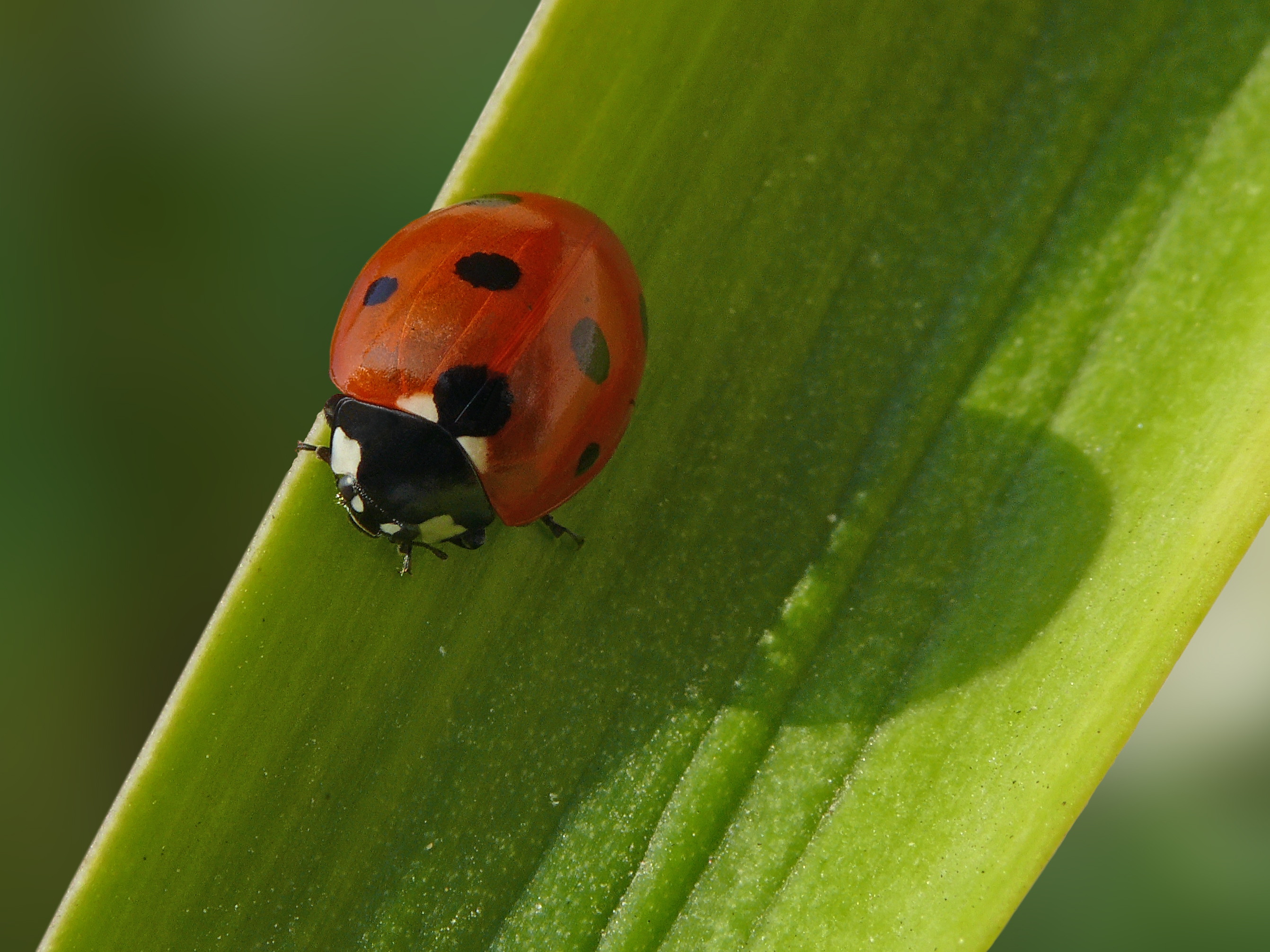P1170487 Coccinella septempunctata