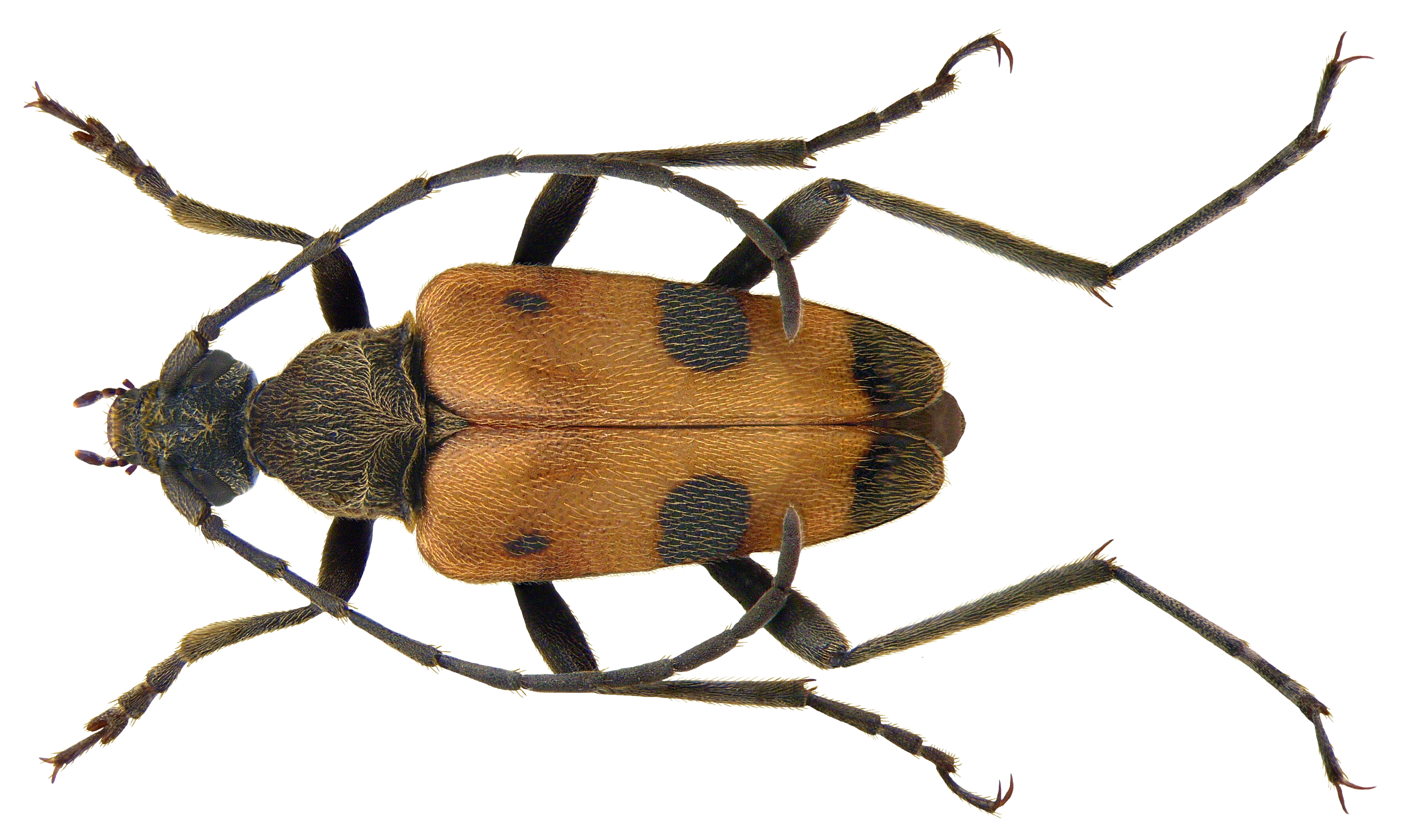 Pachytodes cerambyciformis (Schrank, 1781) (3721410410) (2)