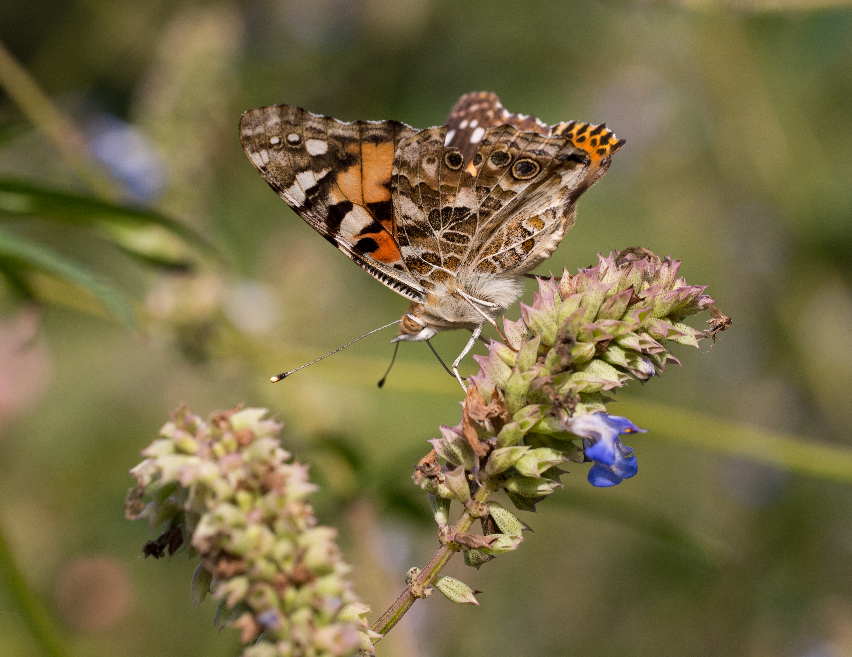 Painted lady (70420)
