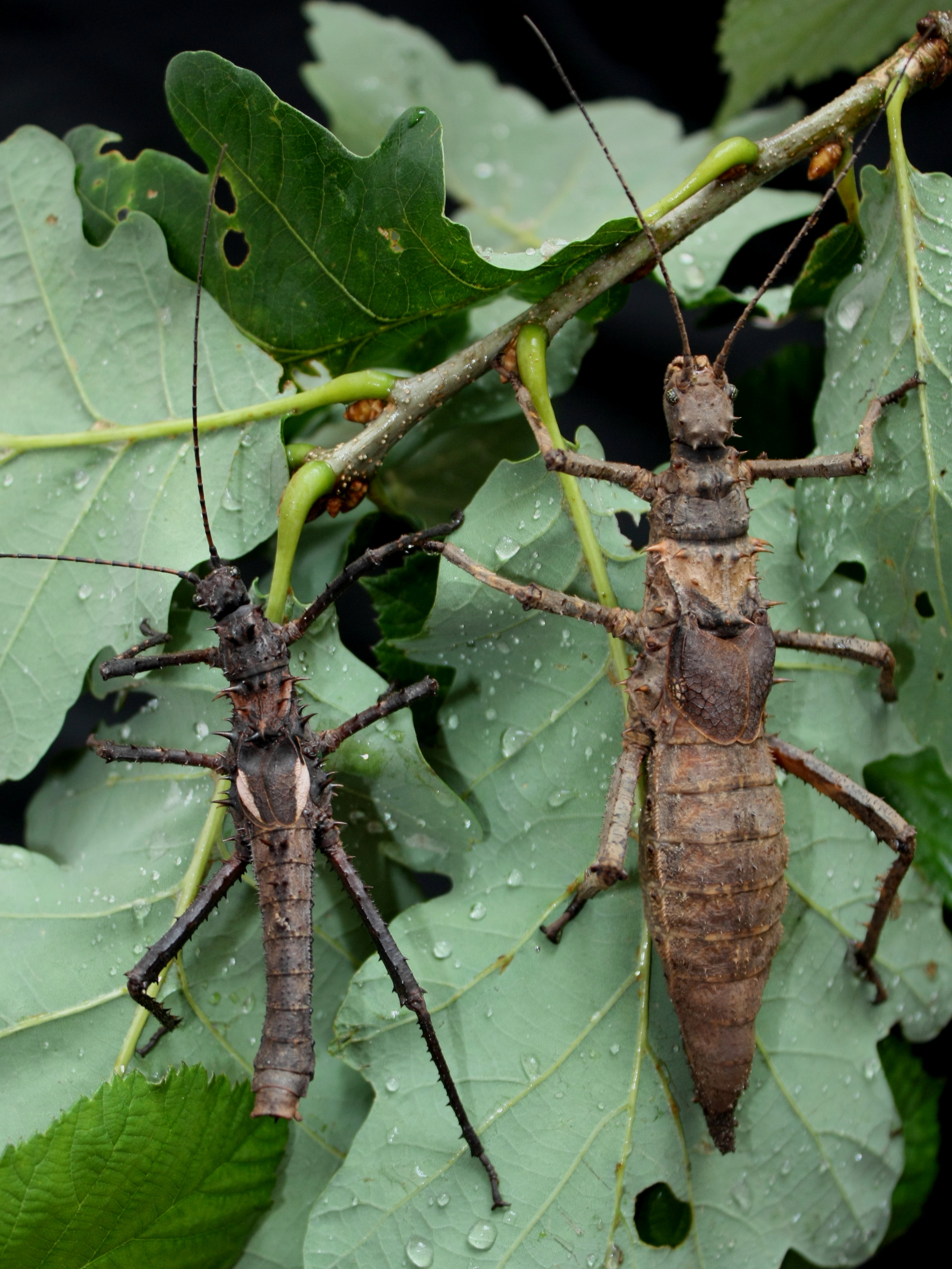Pair of Haaniella dehaanii