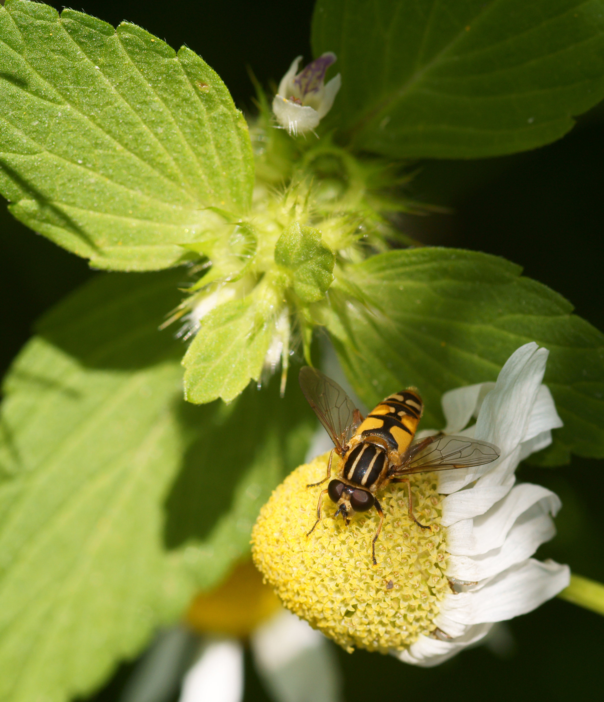 Paistekärpänen (Helophilus pendulus)