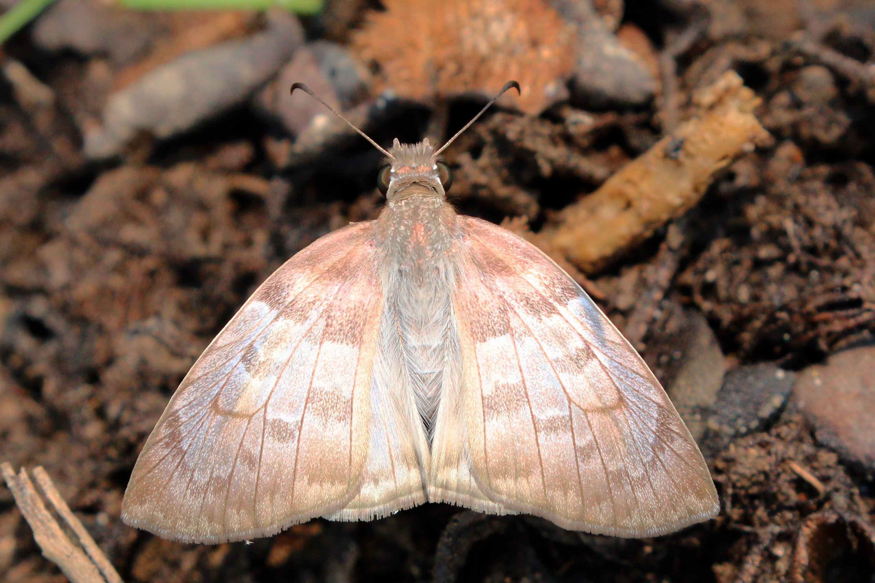 Pale mylon (Mylon pelopidas)