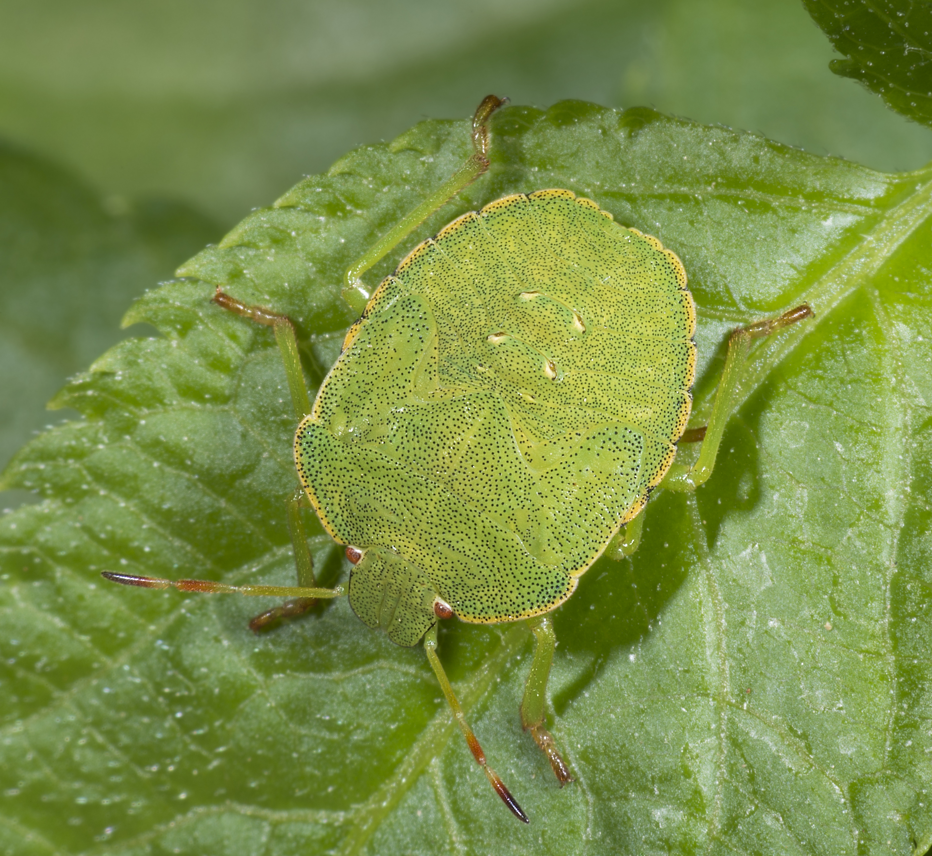 Palomena prasina MHNT Nymph