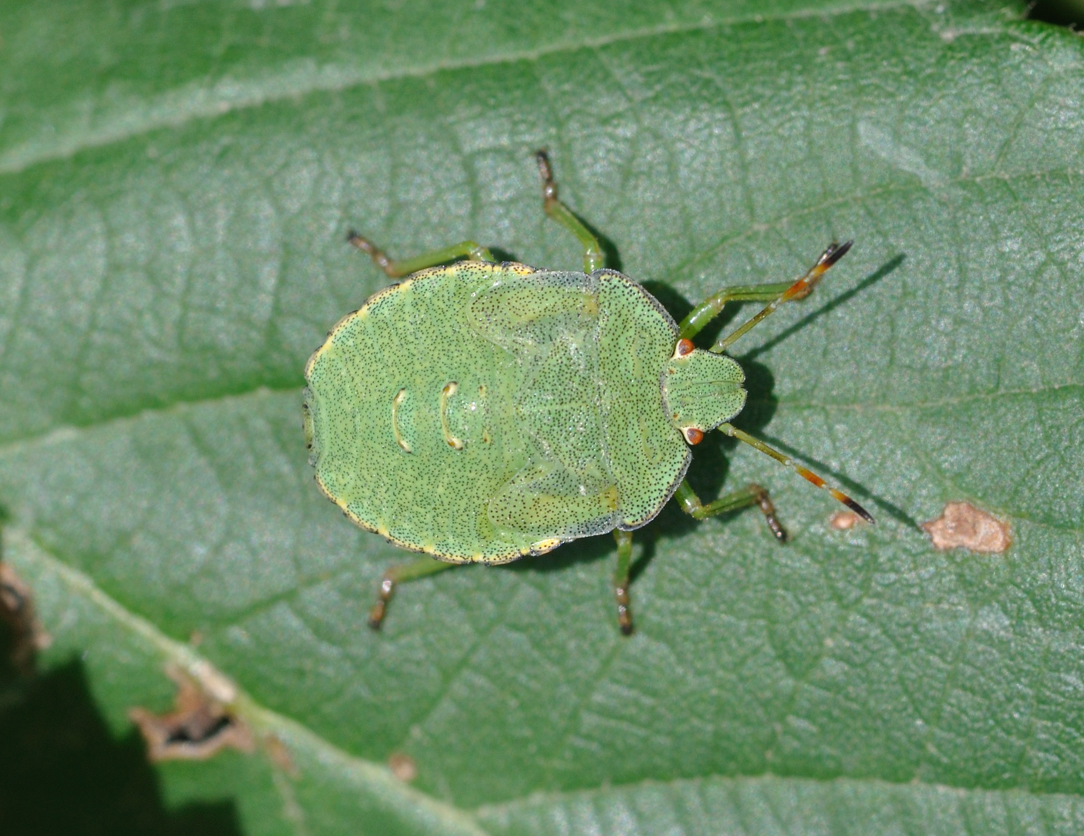 Palomena prasina qtl2