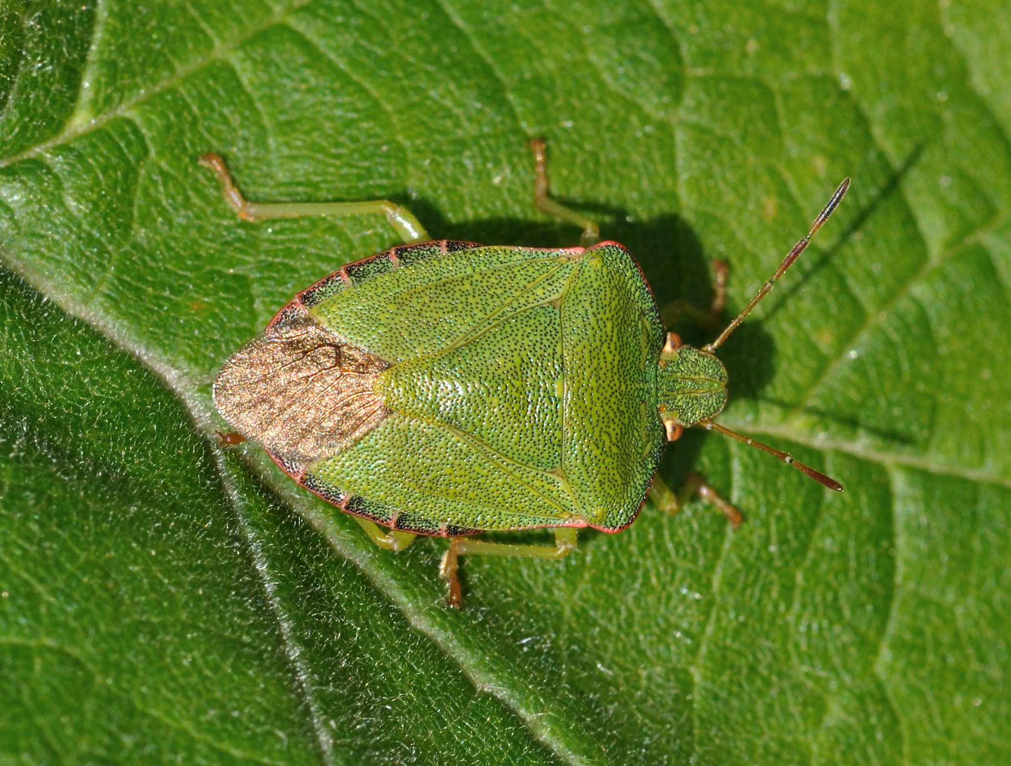 Palomena prasina qtl4