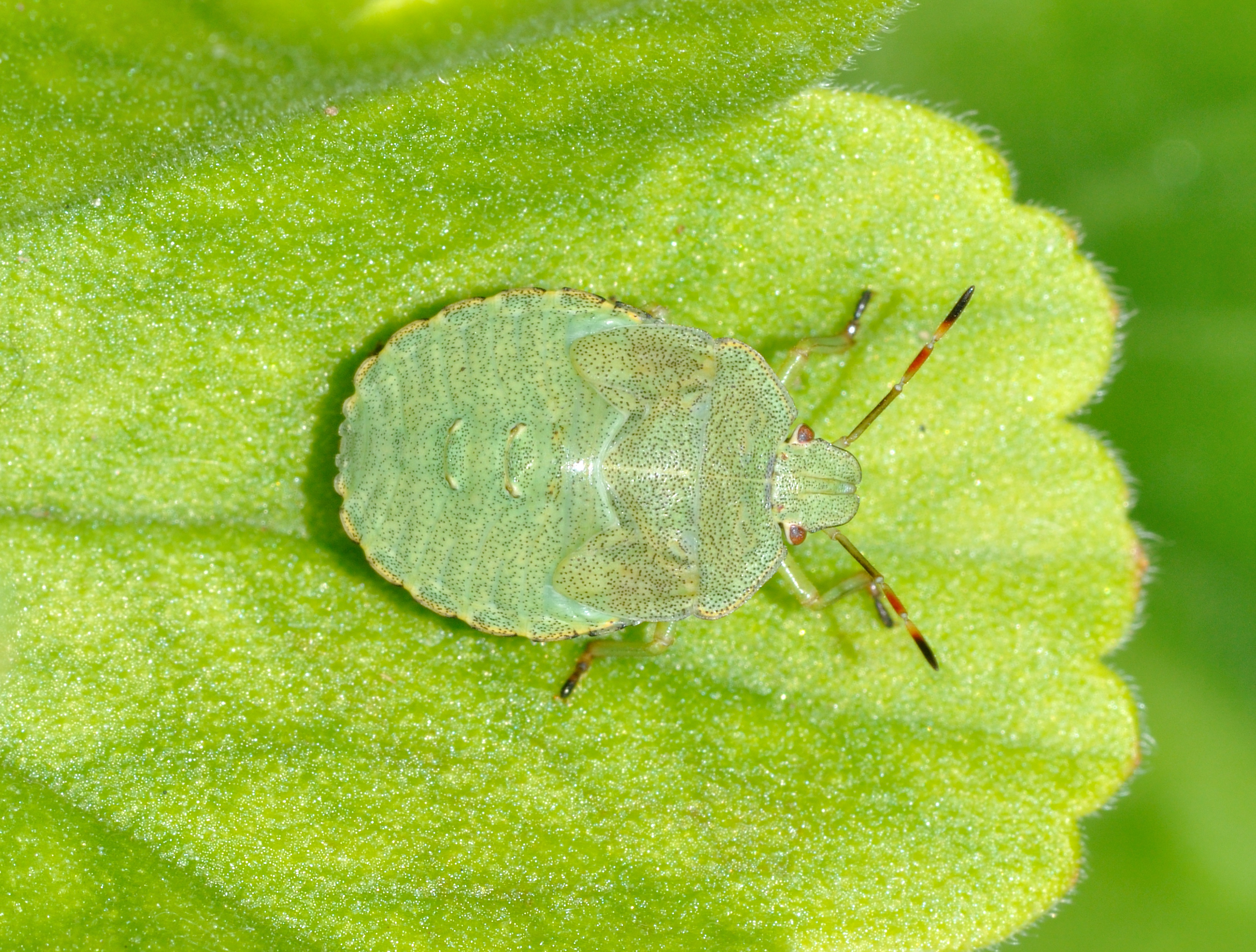 Palomena prasina qtl5