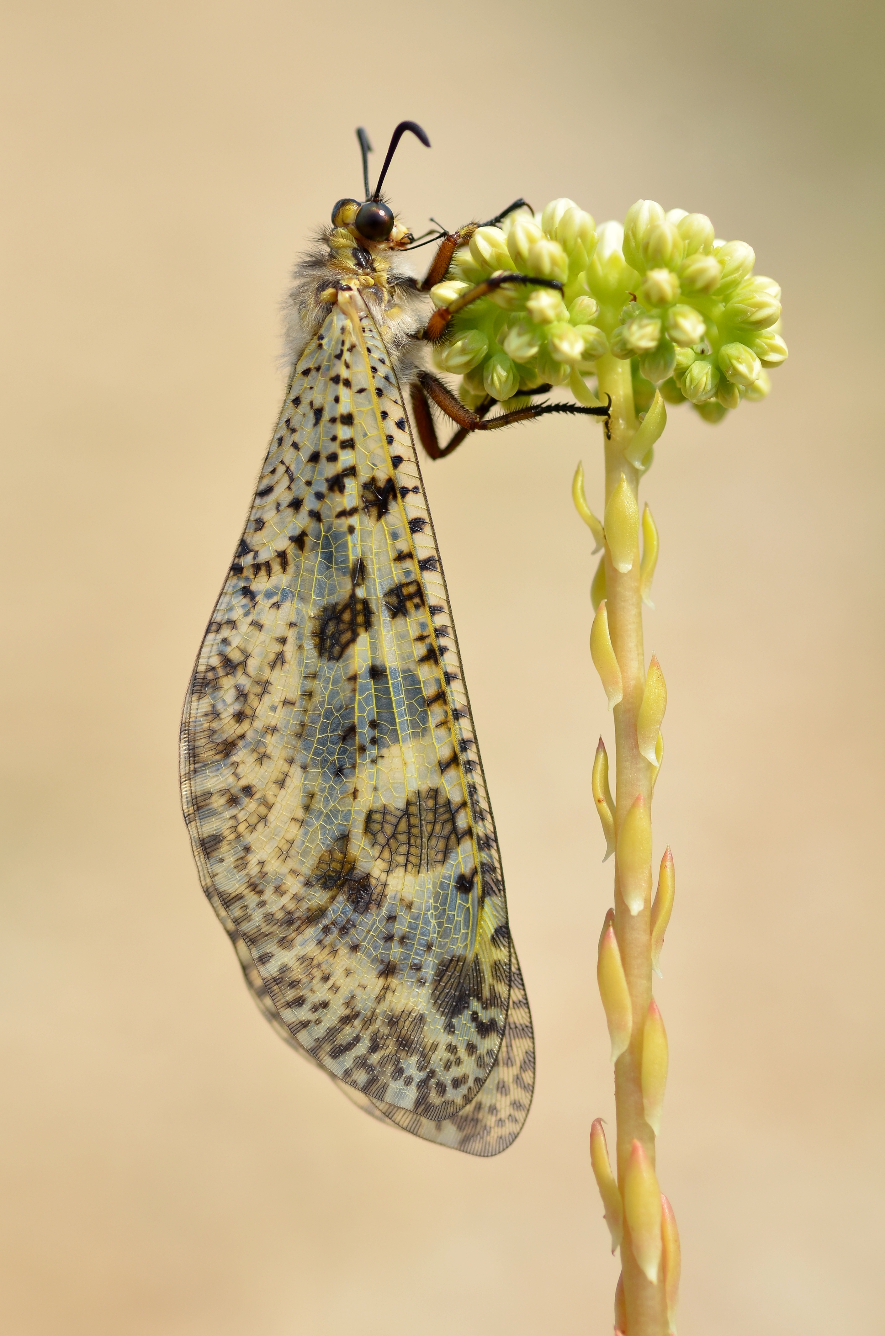 Palpares libelluloides (9564026485)