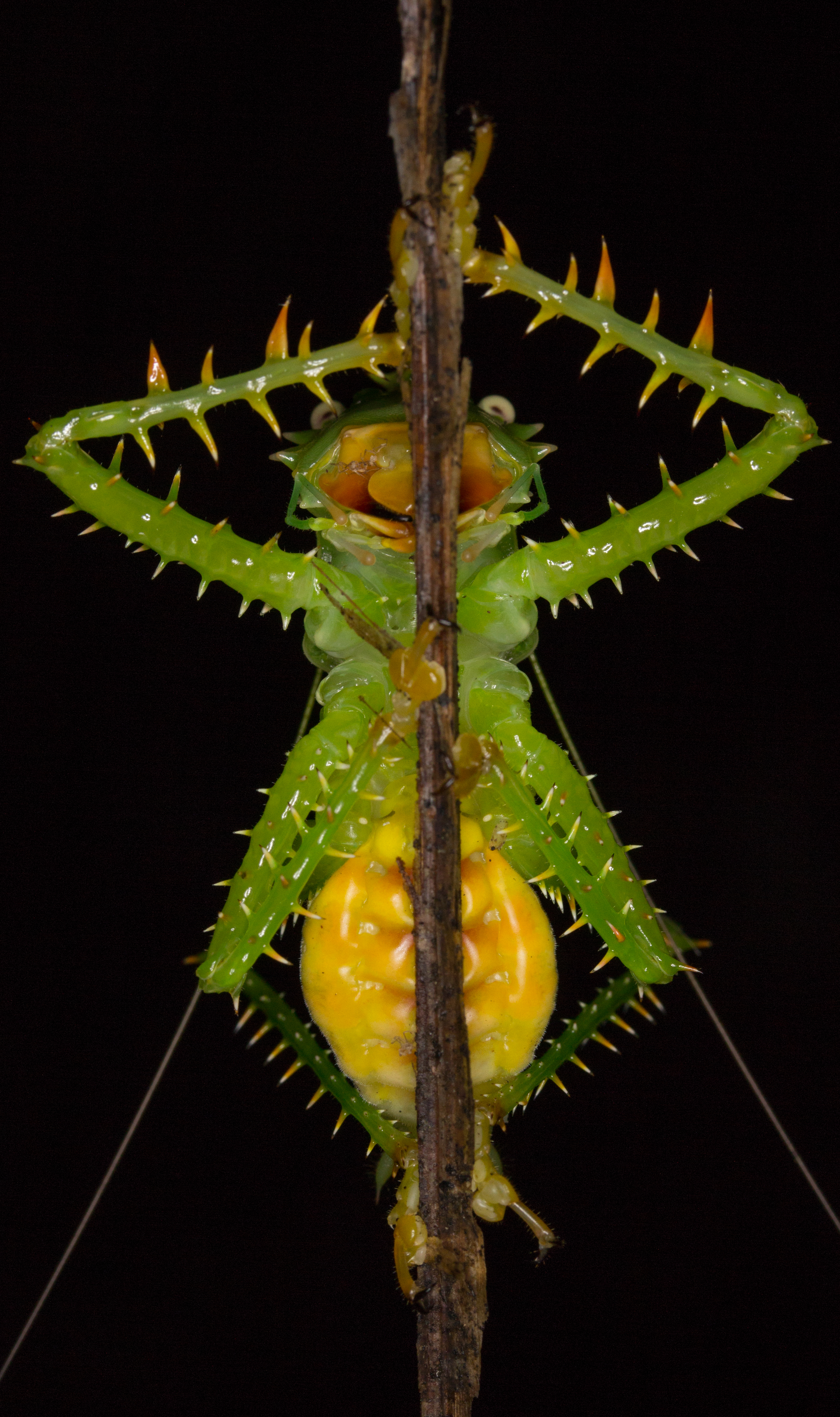 Panacanthus cuspidatus (14988816177)