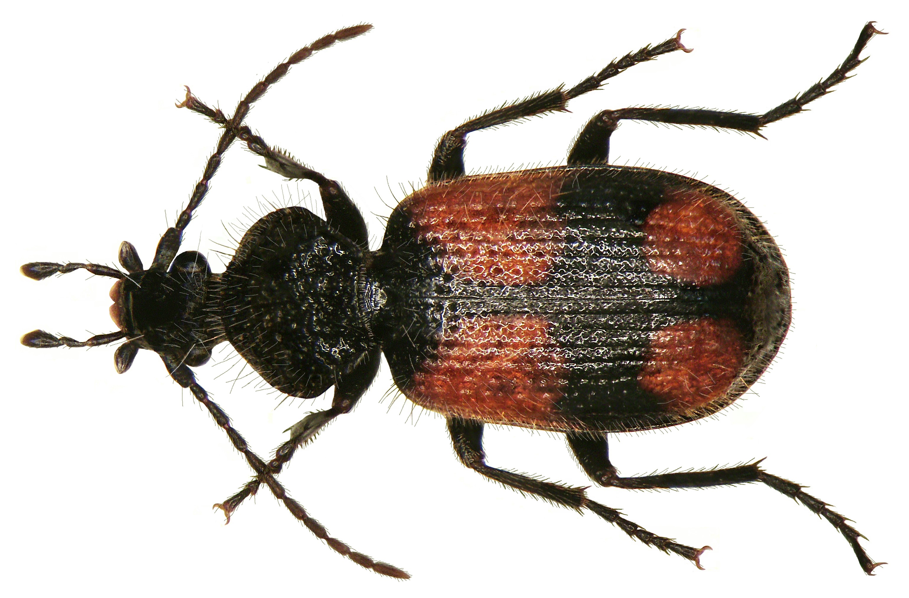 Panagaeus bipustulatus (Fabricius, 1775) (3007540743)