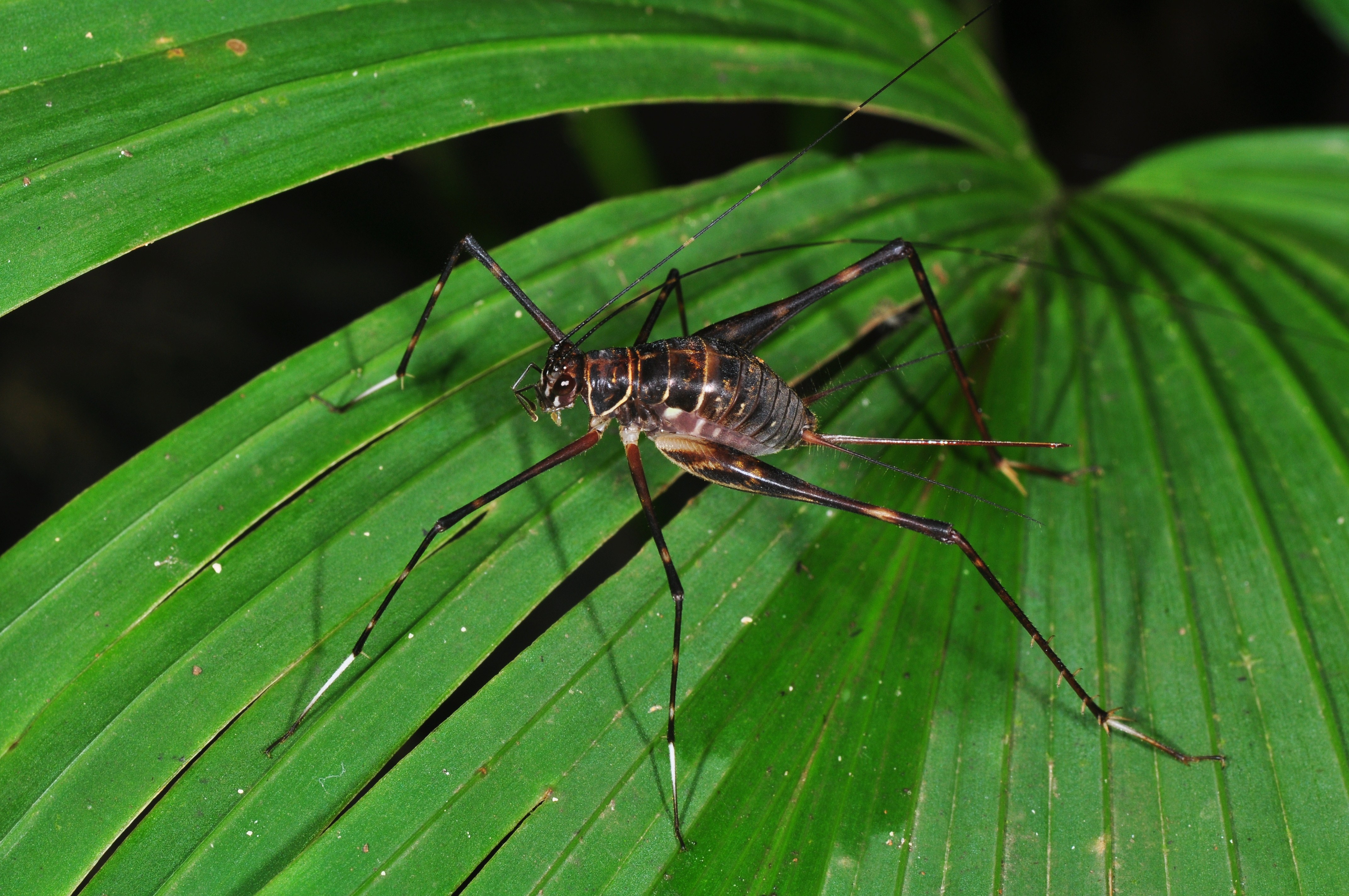 Panama orthoptera (9546105653)