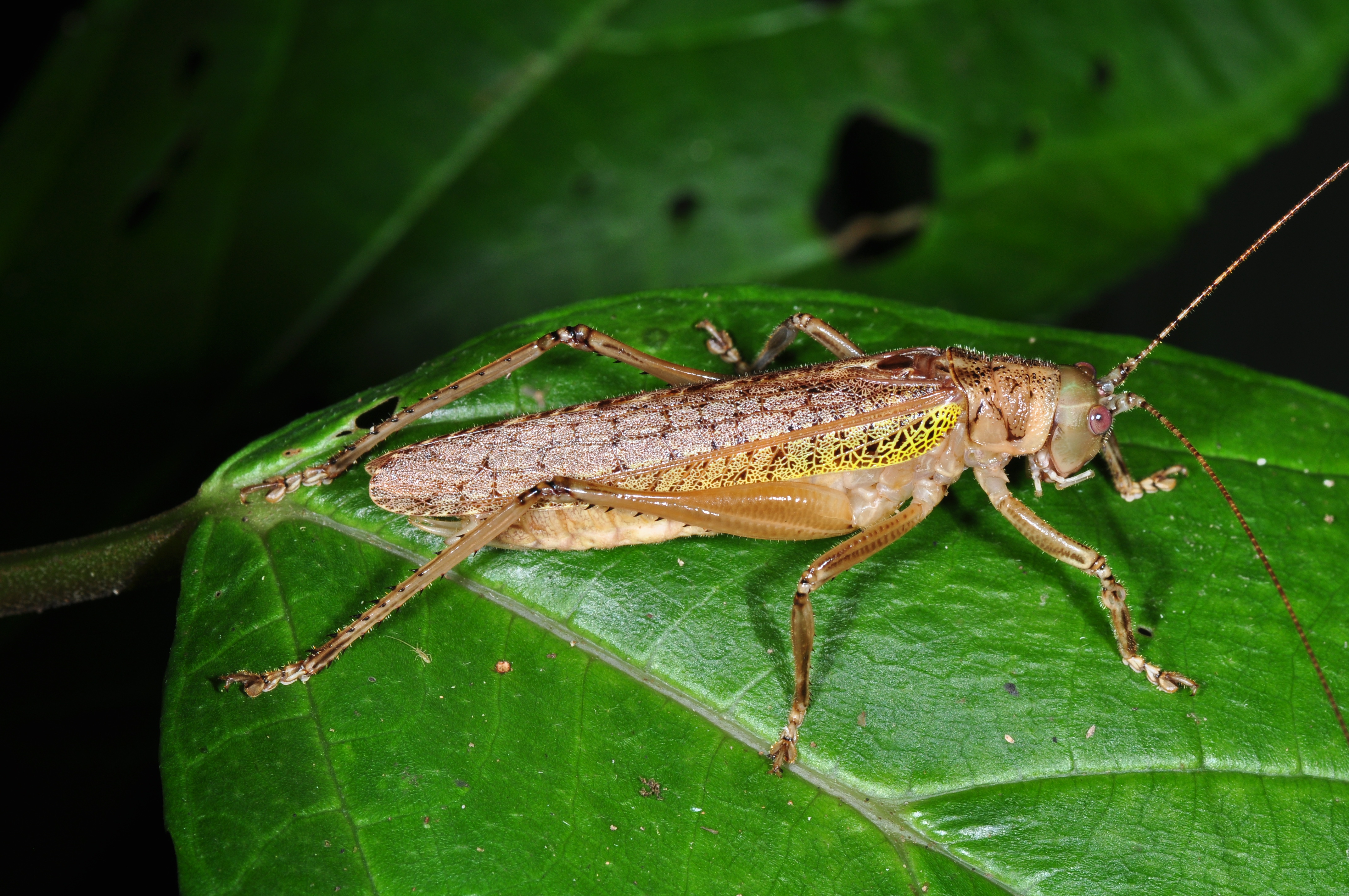 Panama orthoptera (9548881996)