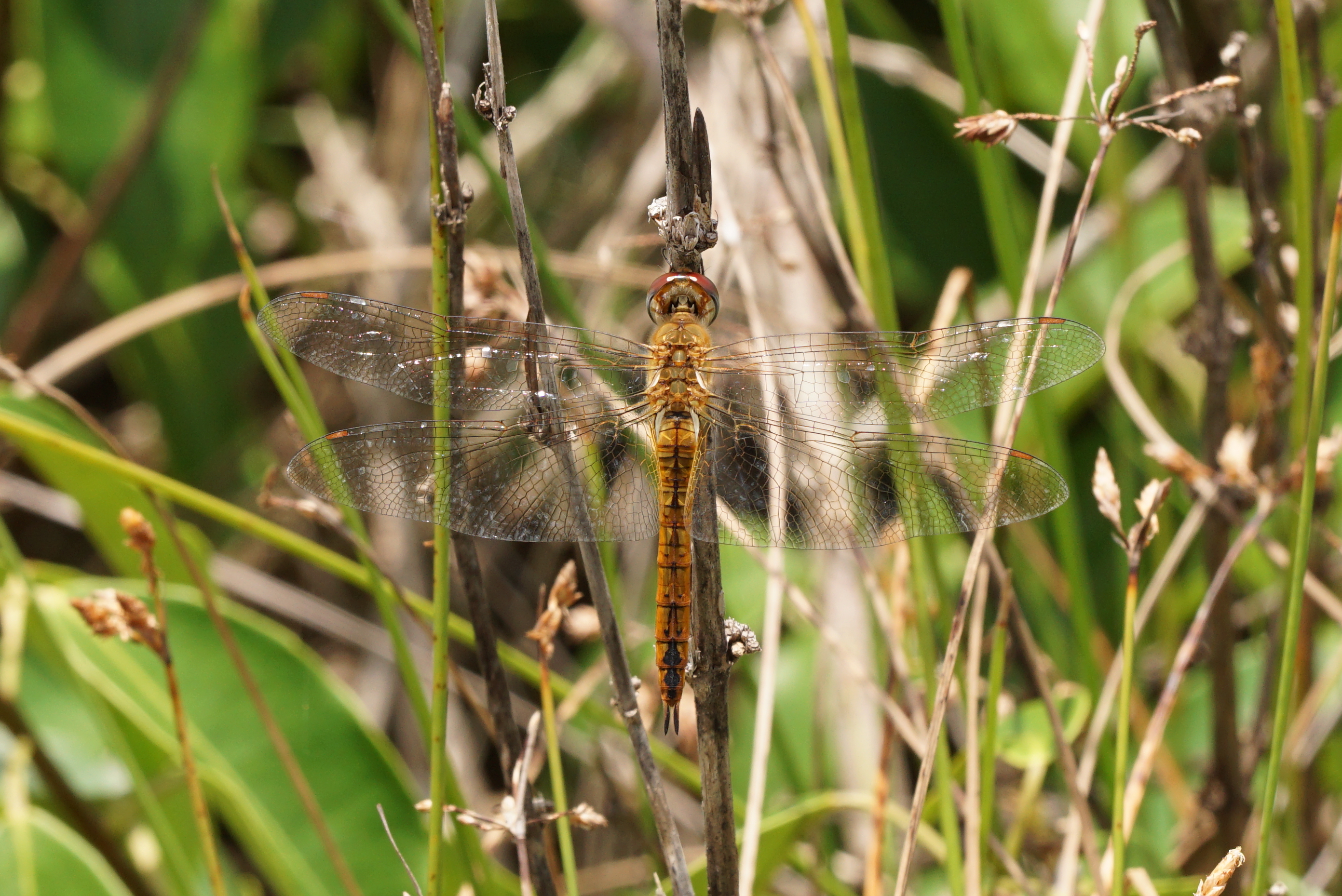 Pantala flavescens 09129
