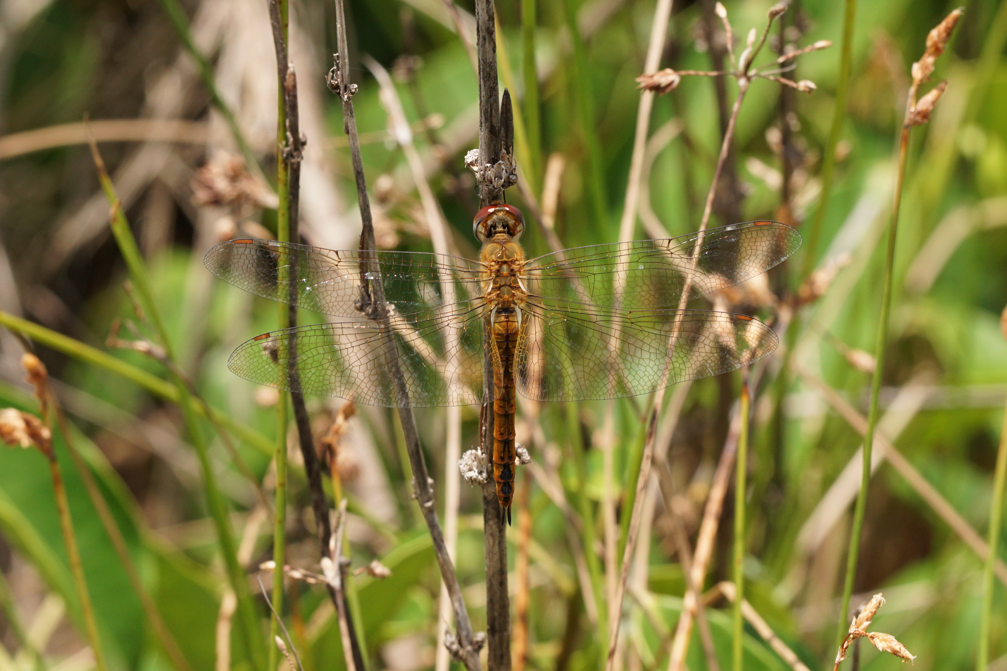 Pantala flavescens 09136