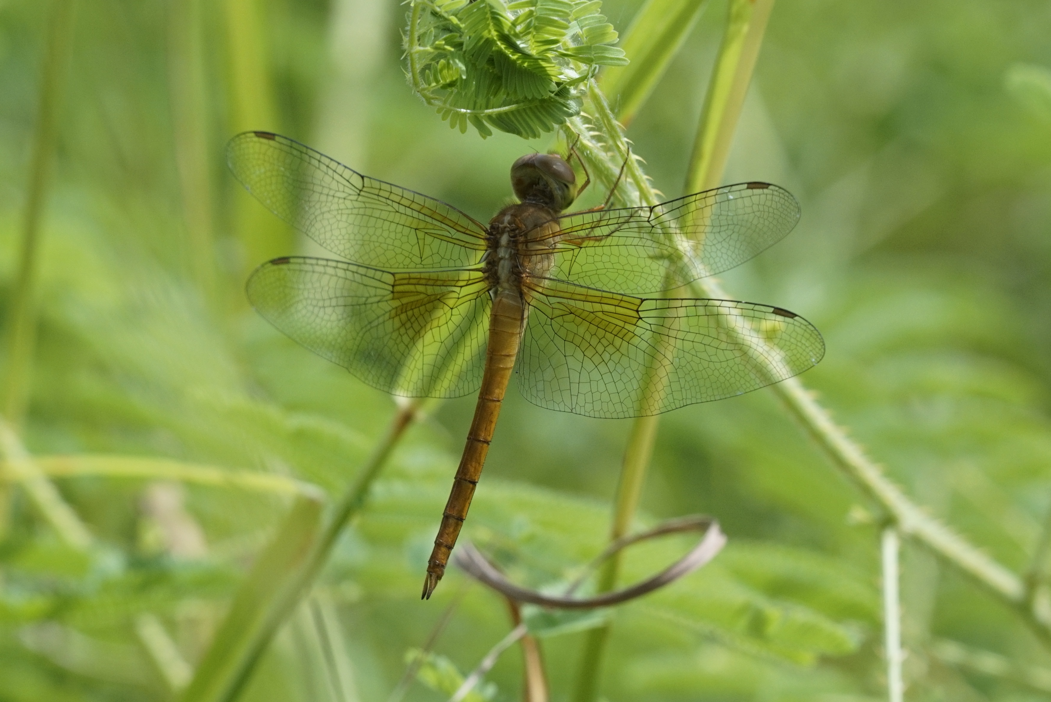 Pantala flavescens 7868