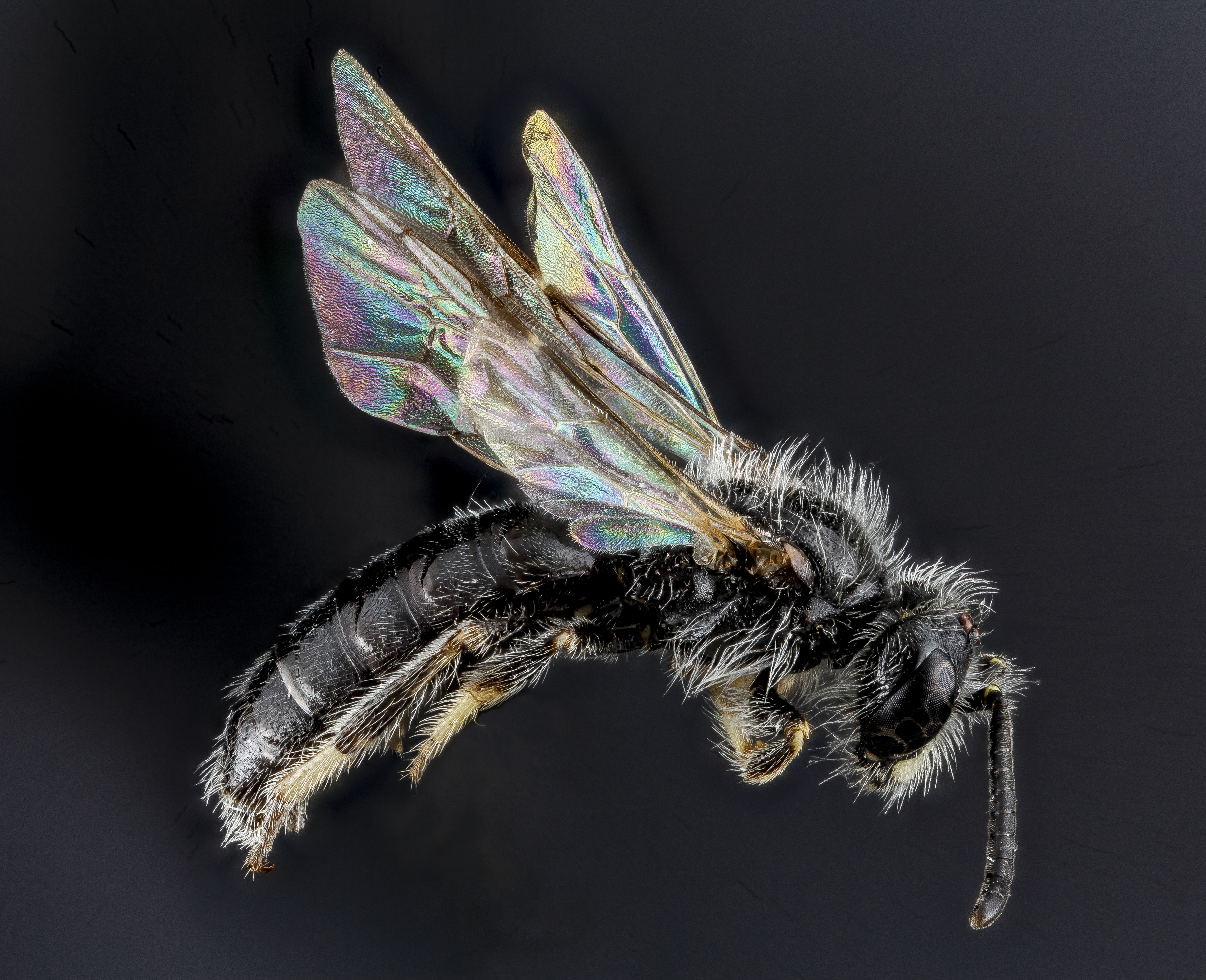 Panurginus, species A, Sounth Dakota, Side 2012-08-31-22 (7918566564)