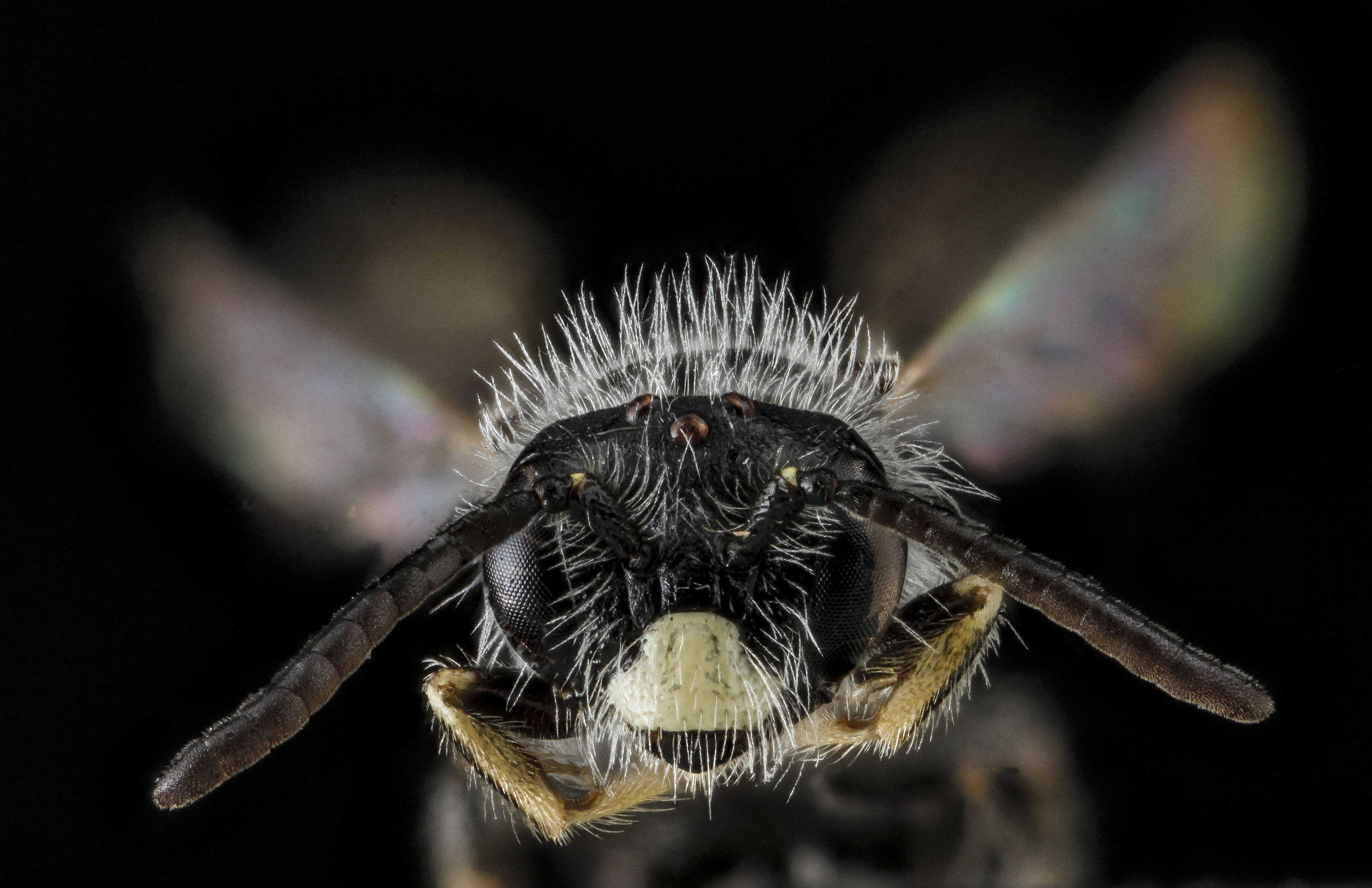 Panurginus, species A, South Dakota, face2 2012-08-31-23 (7918563534)
