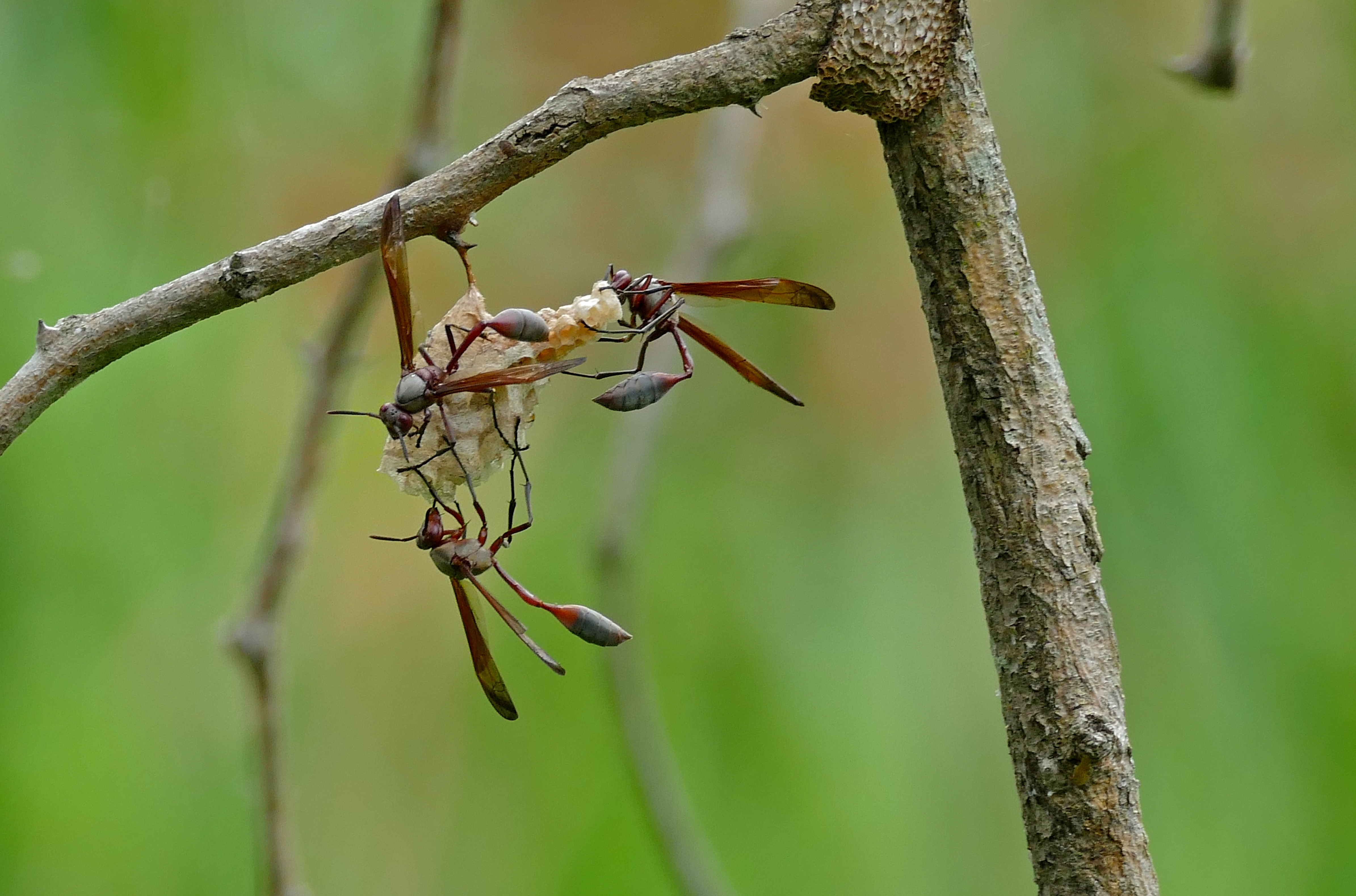 Paper Wasps (Belonogaster dubia) (16599366609)