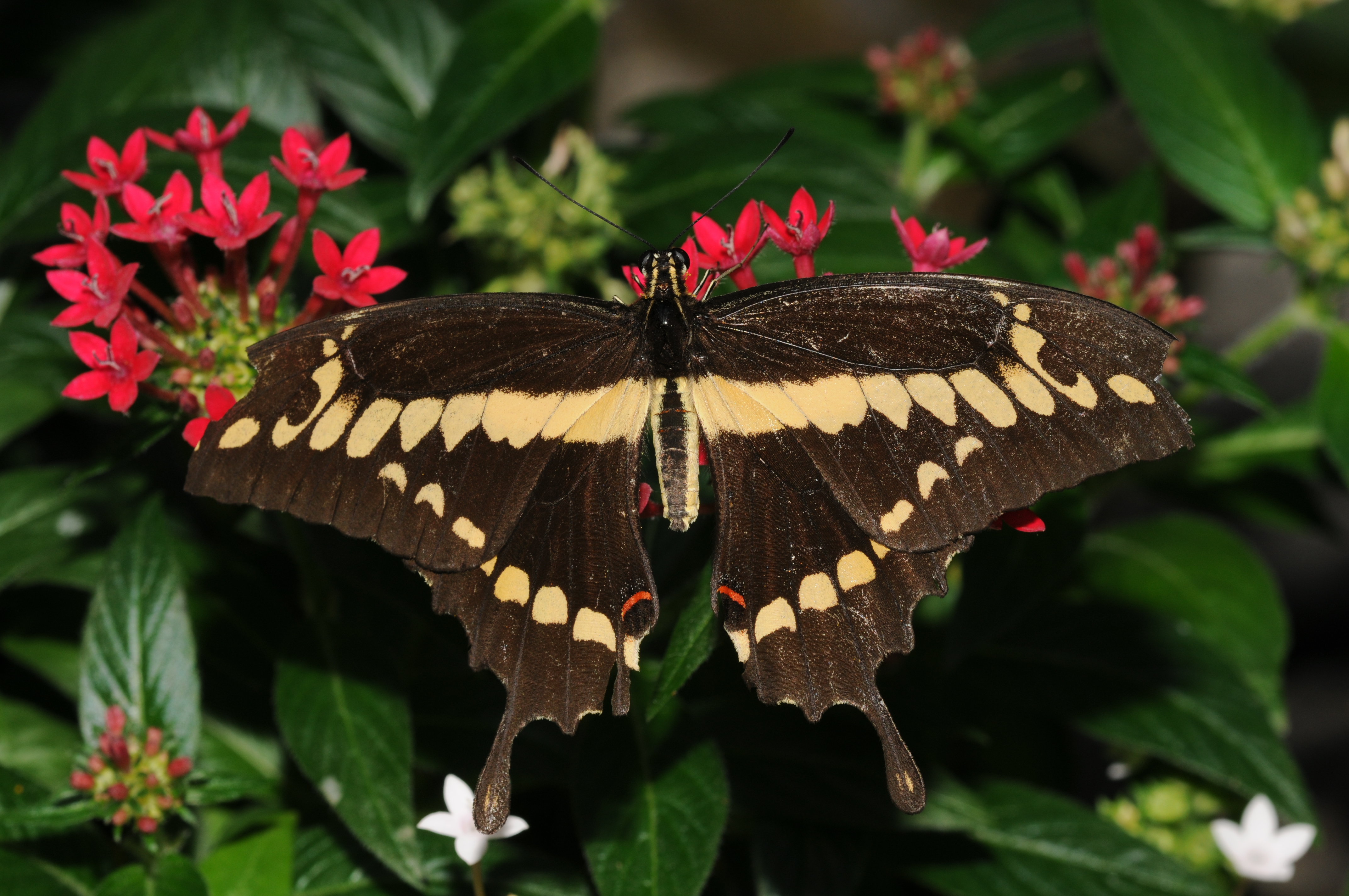 Papilio cresphontes 1