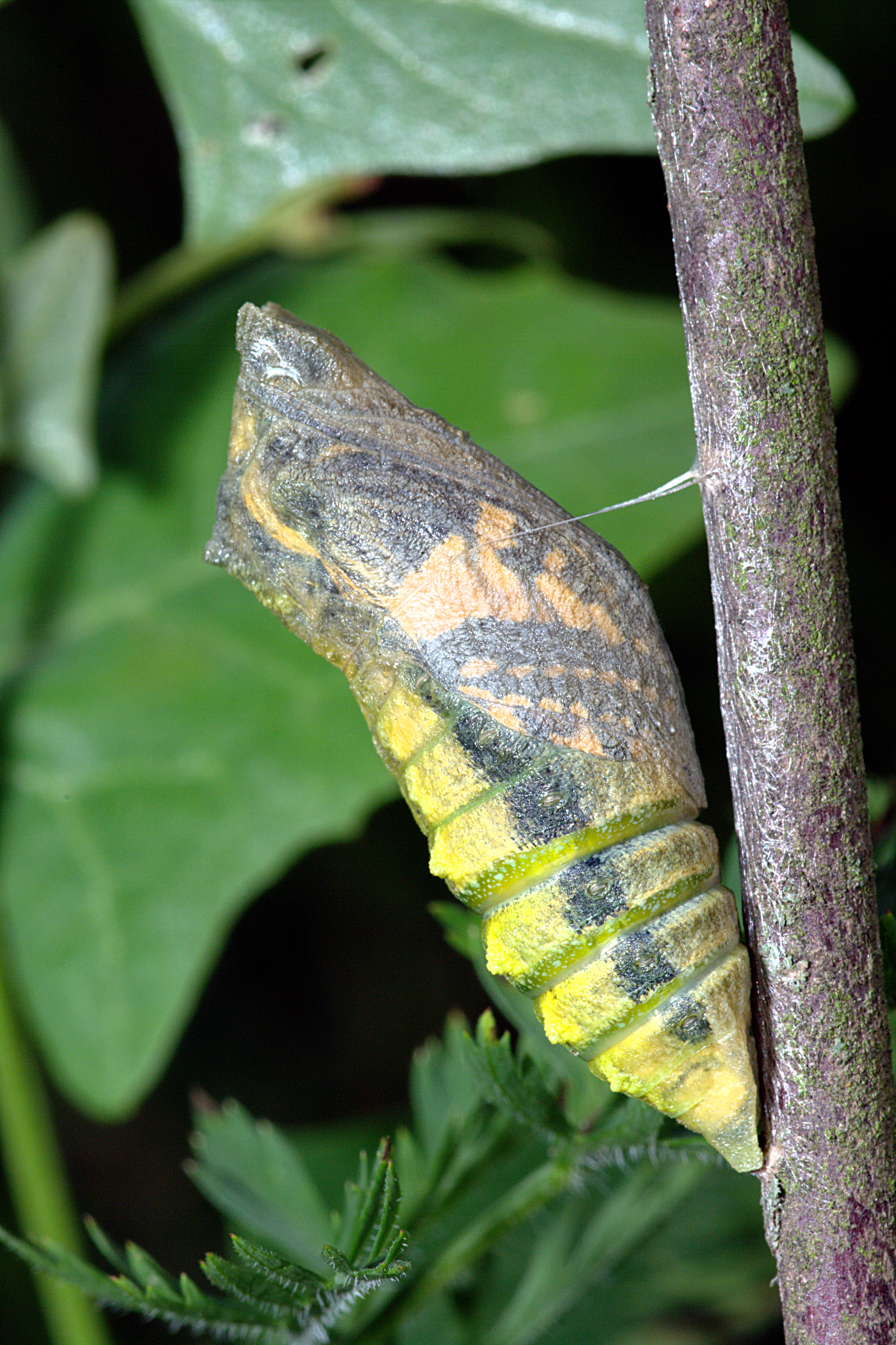 Papilio machaon chrysalis 01