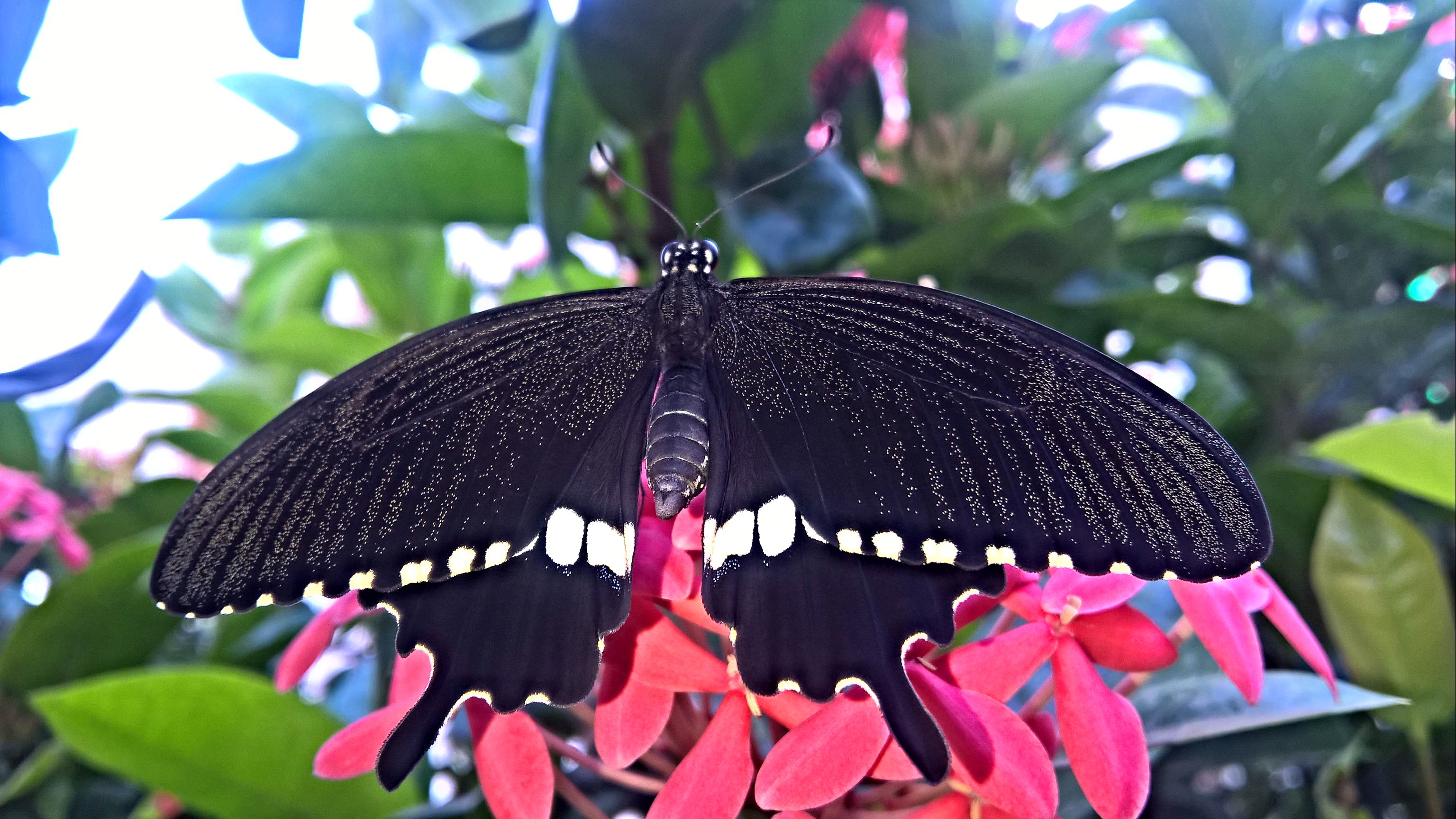 Papilio Polytes, The Common Mormon