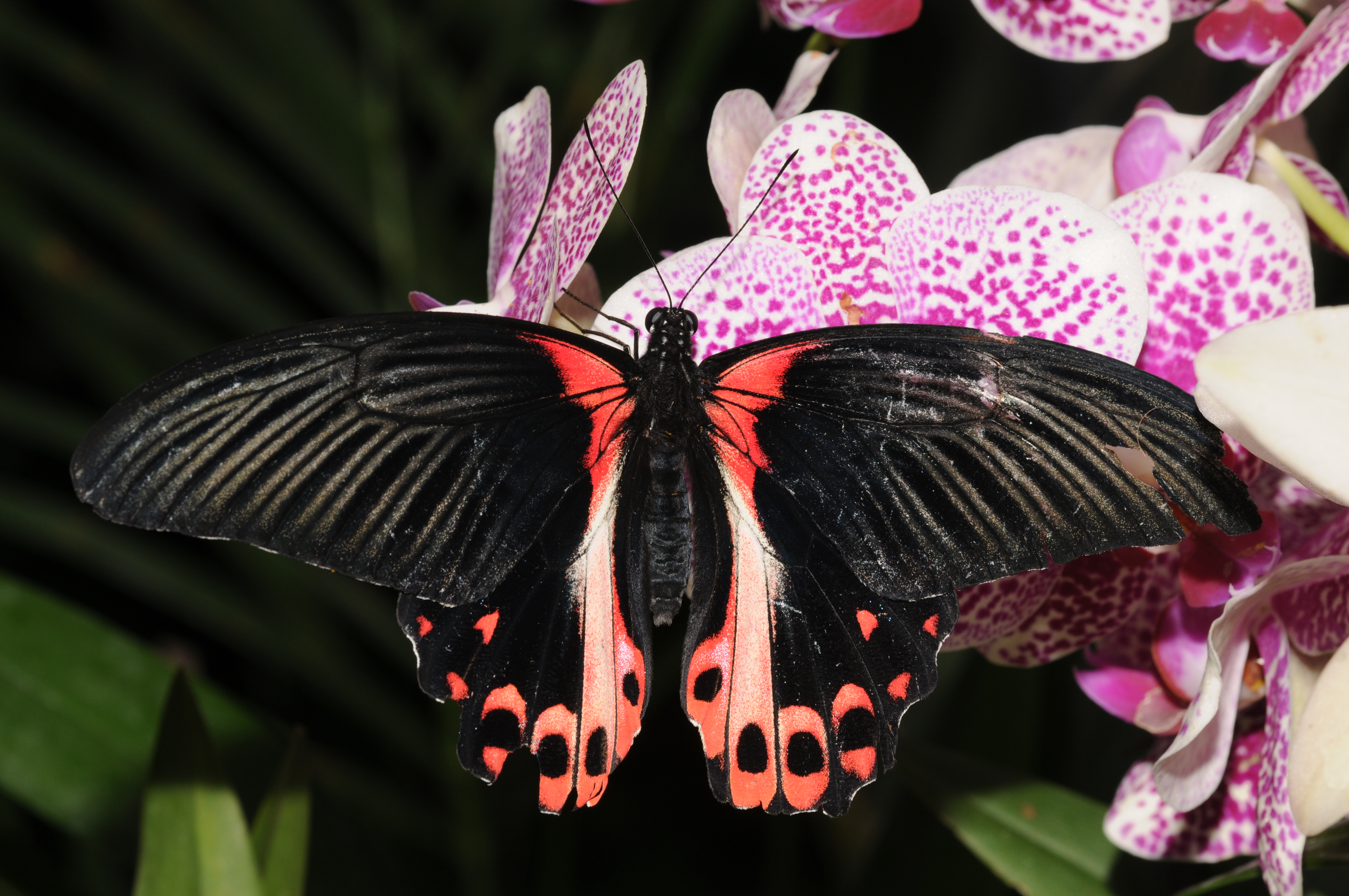 Papilio rumanzovia 4