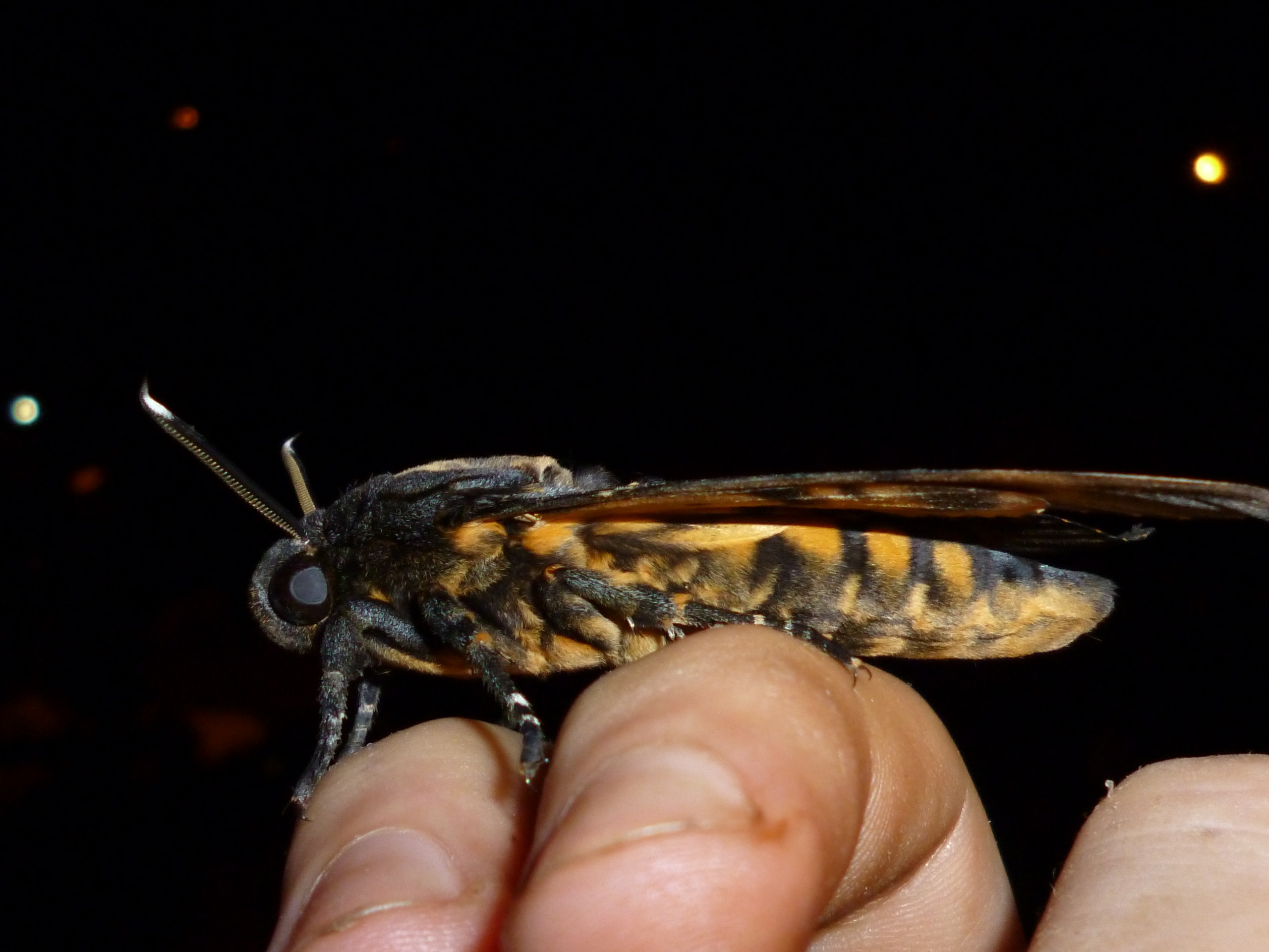 Papilio unnamed2