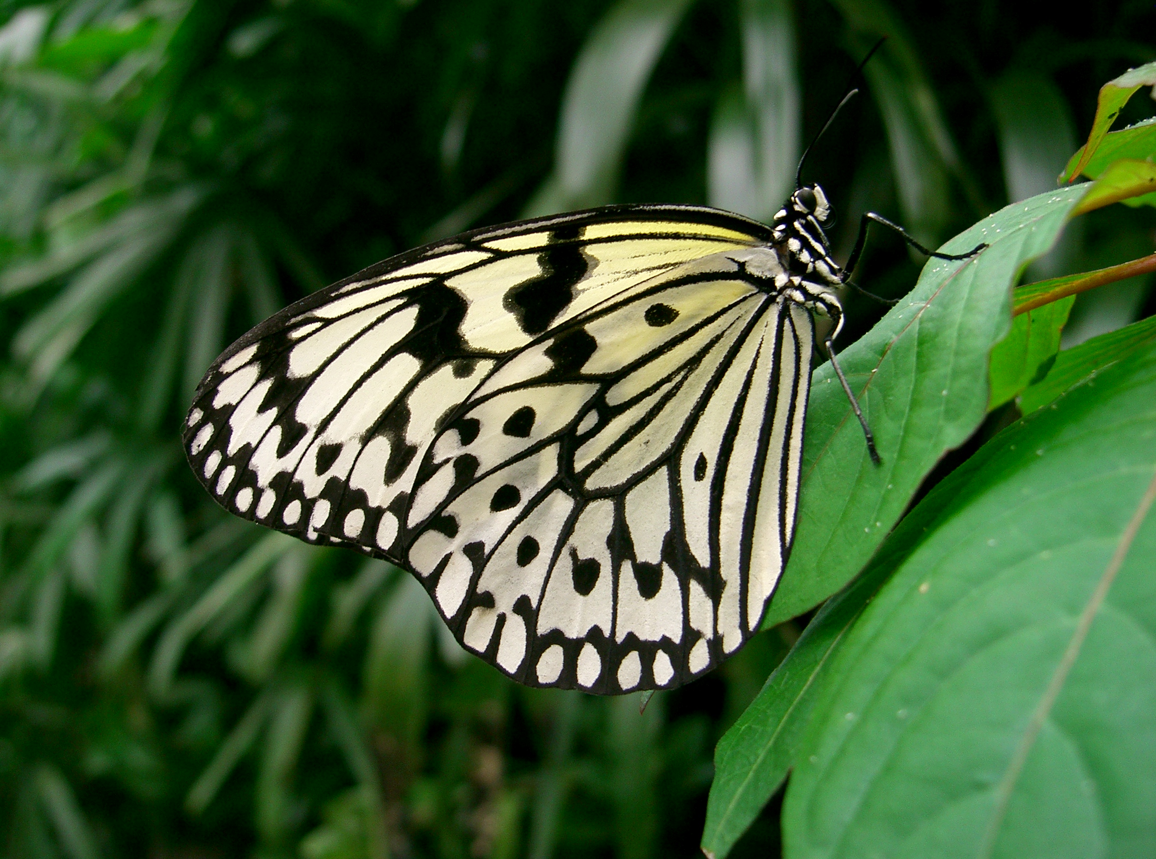PapillonBlancNoir