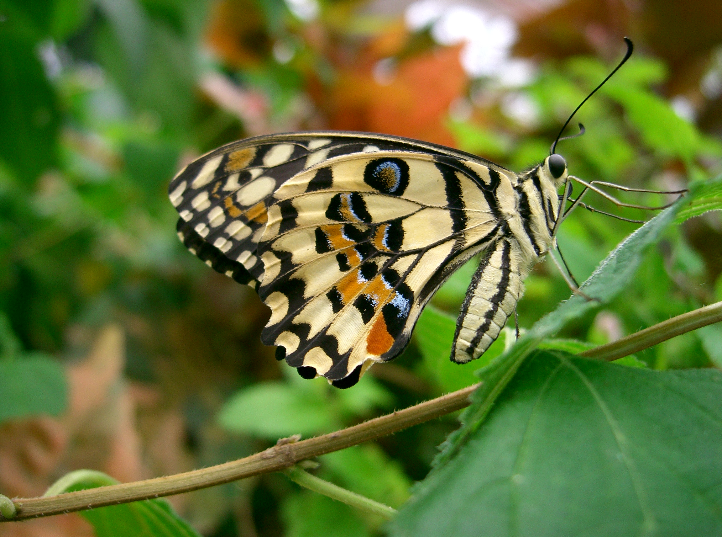 PapillonClasse