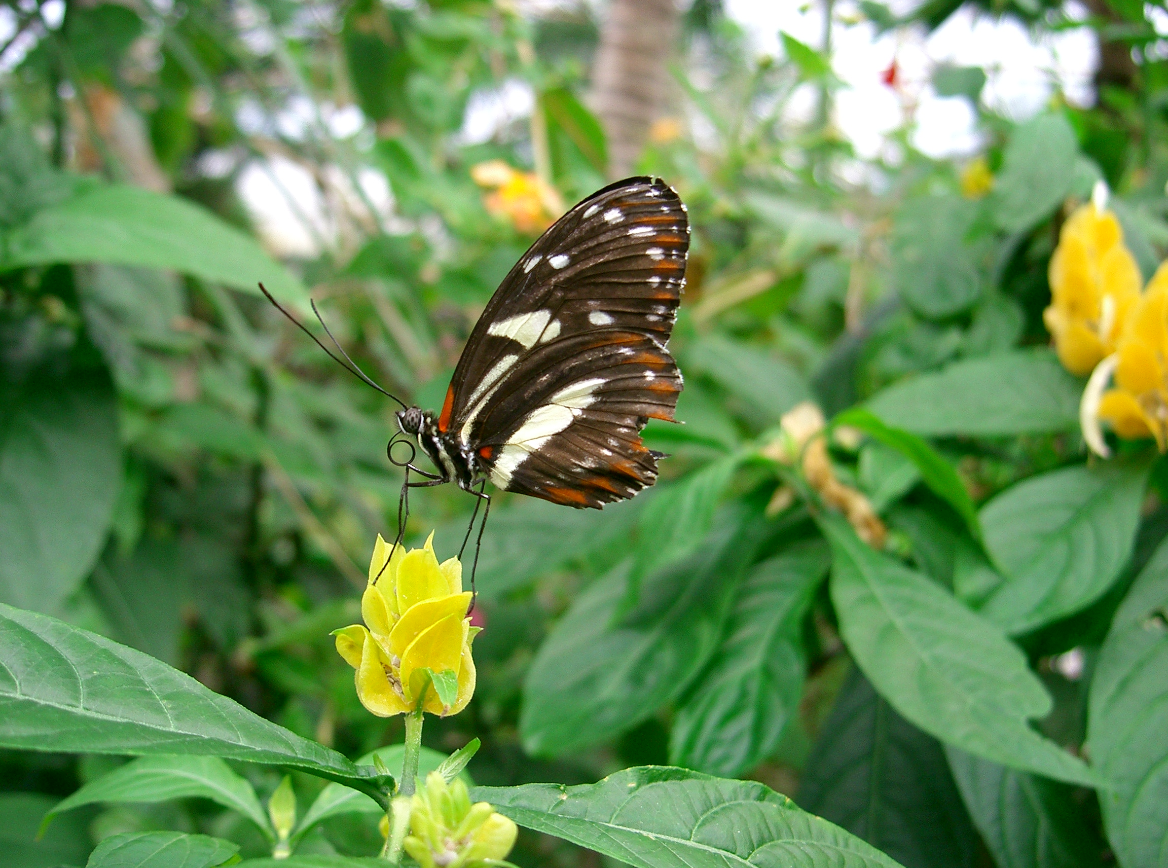 PapillonFleur