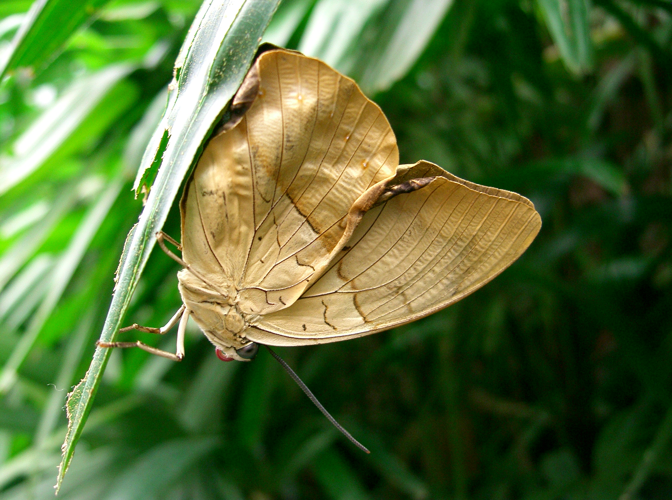 PapillonFroisse