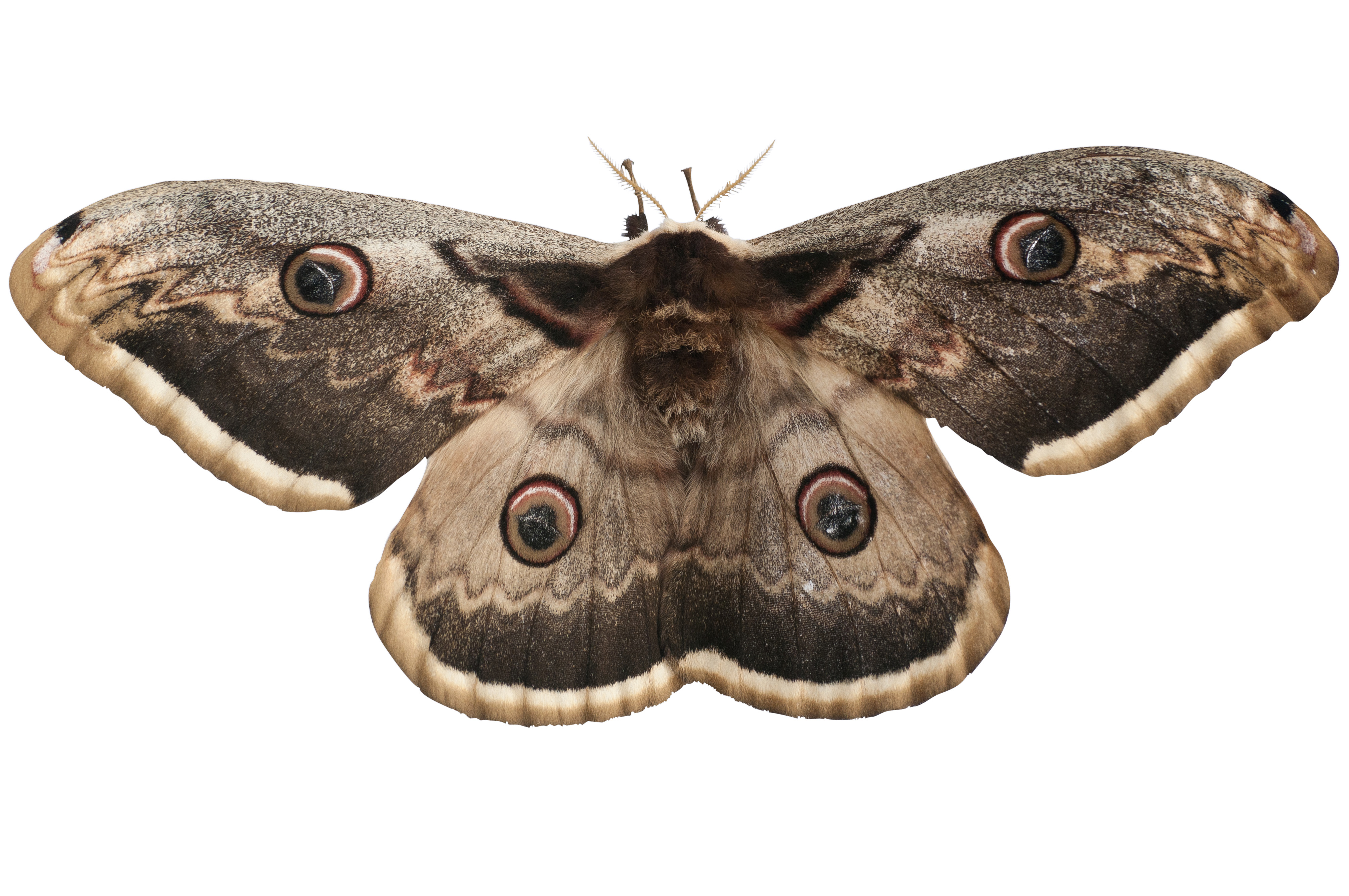 PapillonPaonNuit2