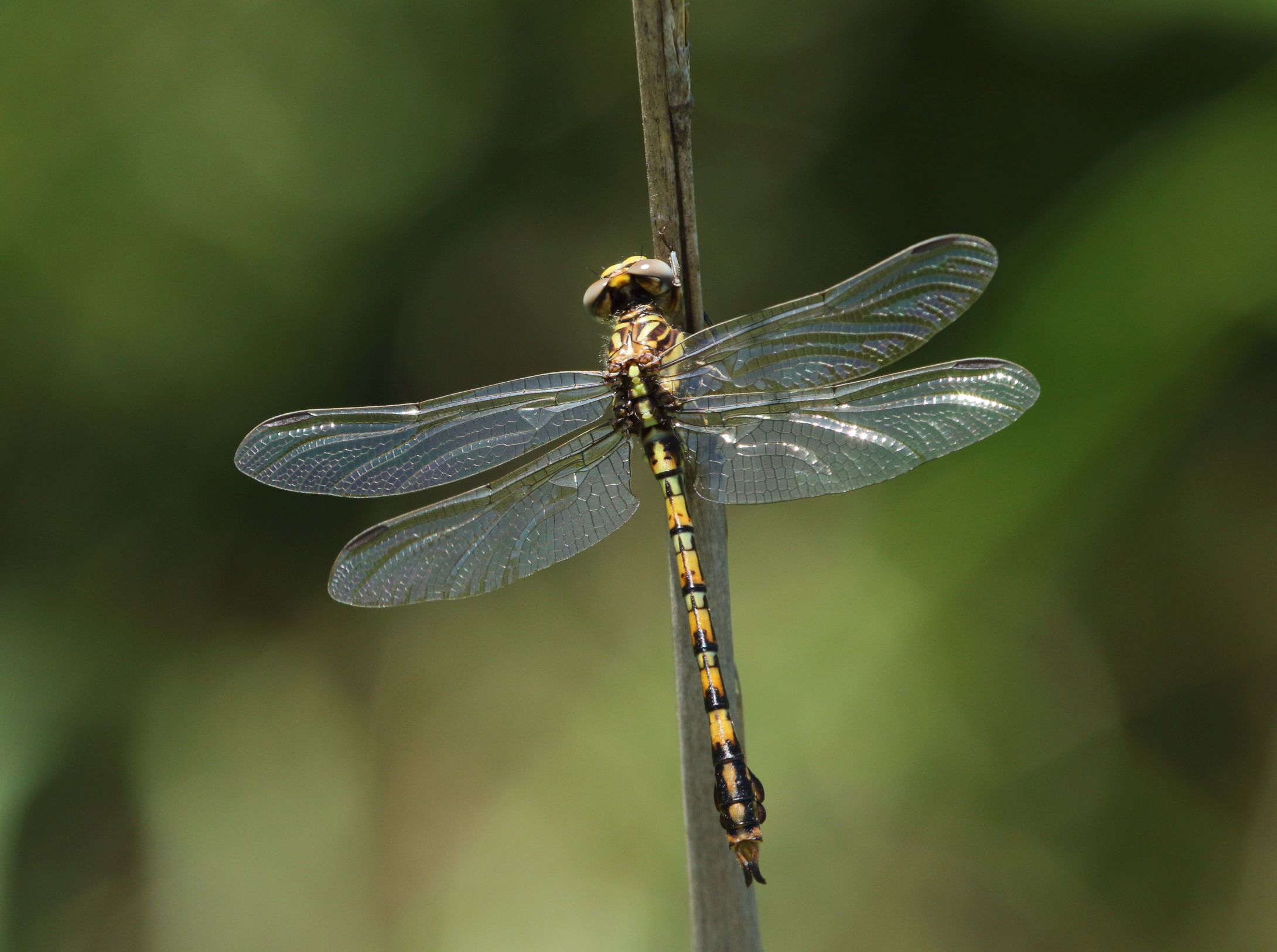 Paragomphus cognatus, rock hooktail 33119-1