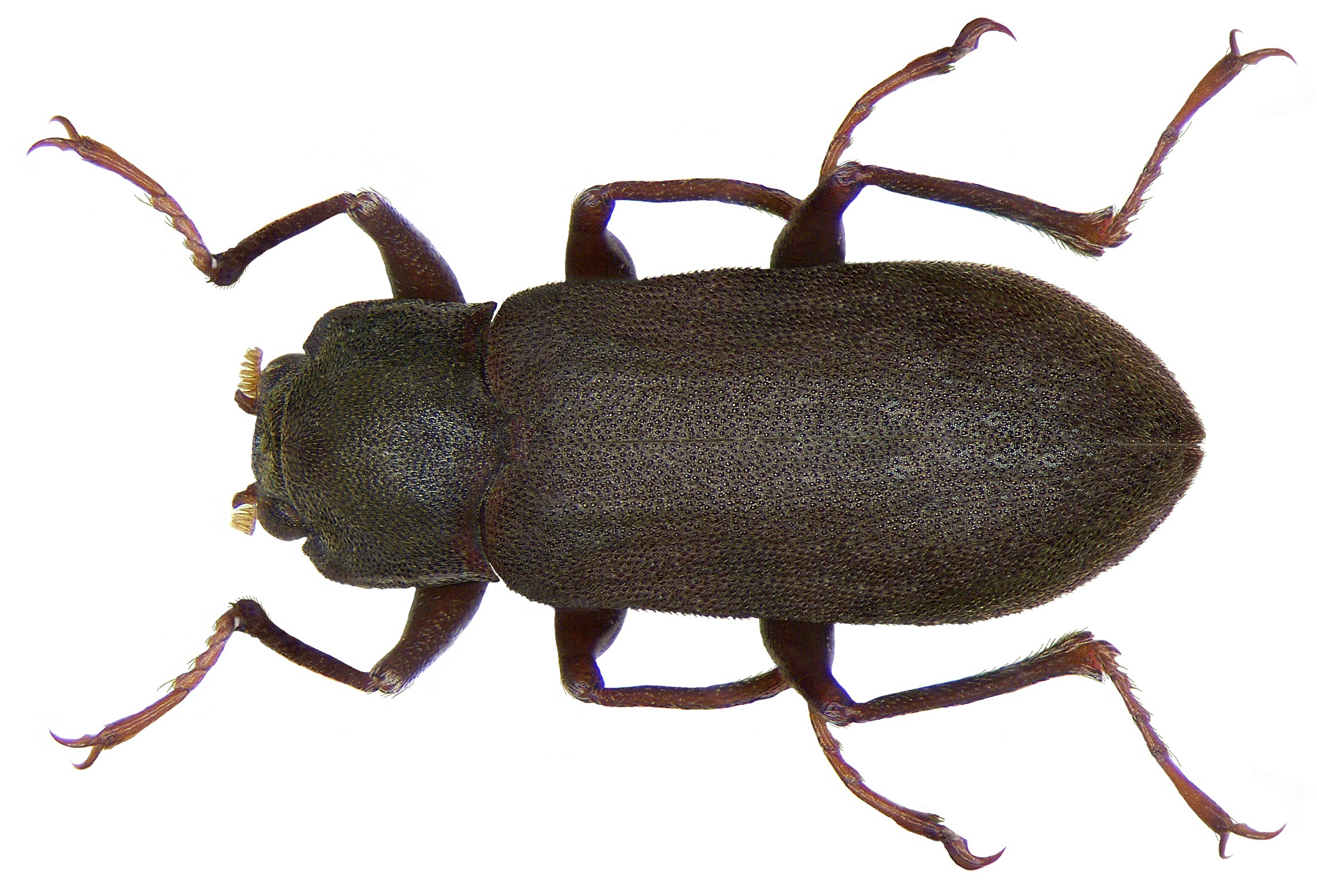 Parahelichus granulicollis (2871745051)