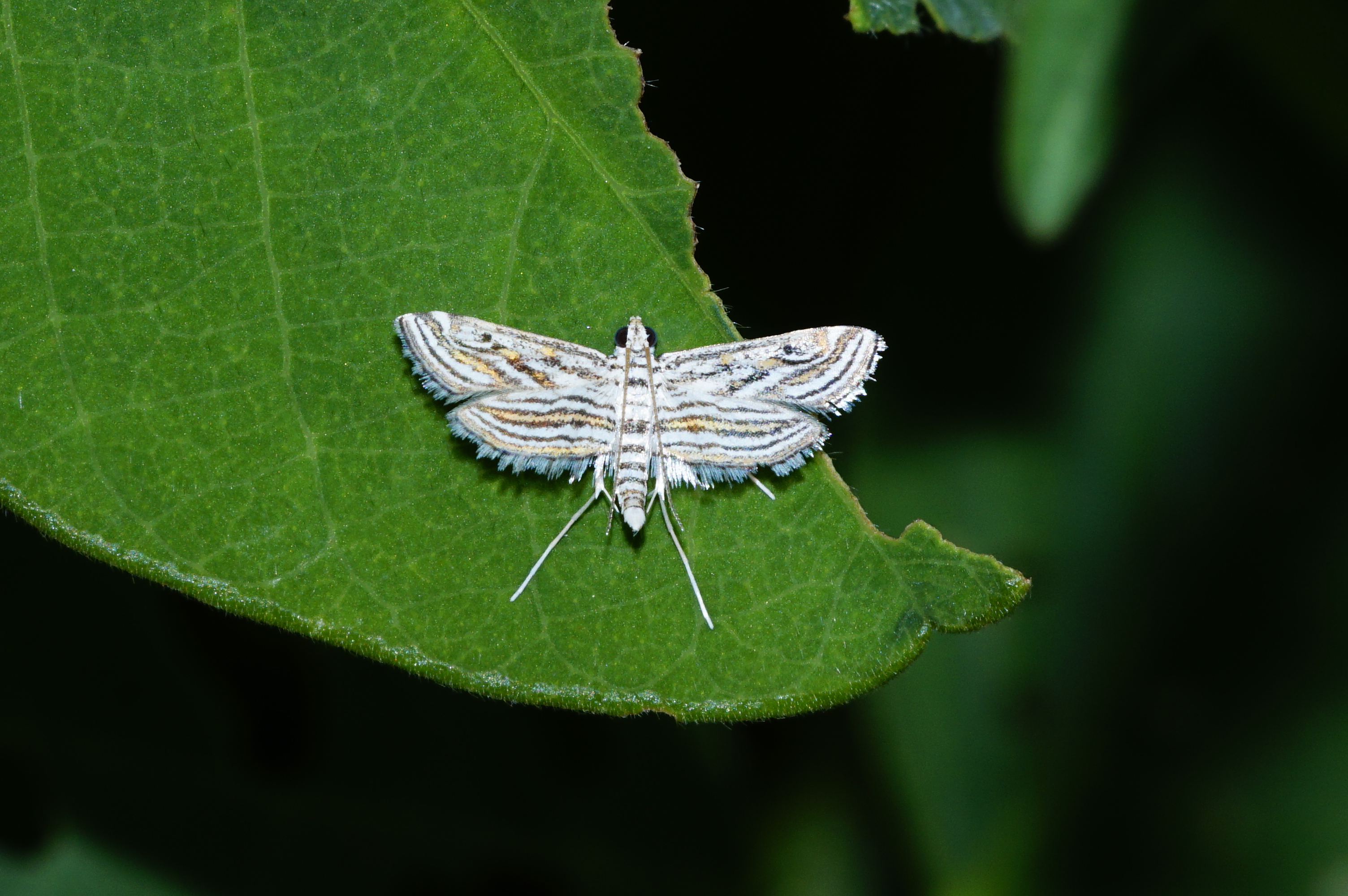 Parapoynx sp 0921